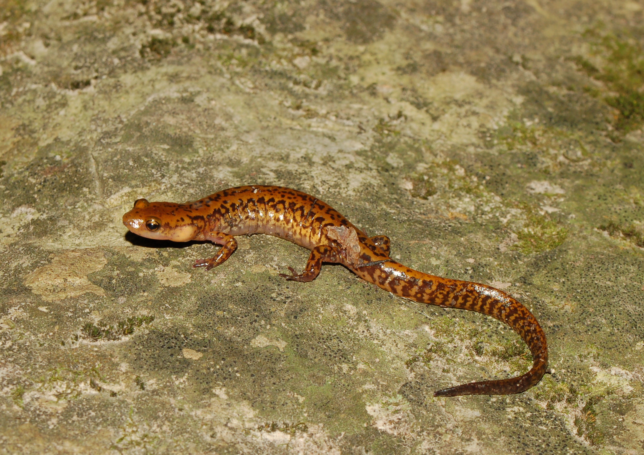 Long-tailed Salamander