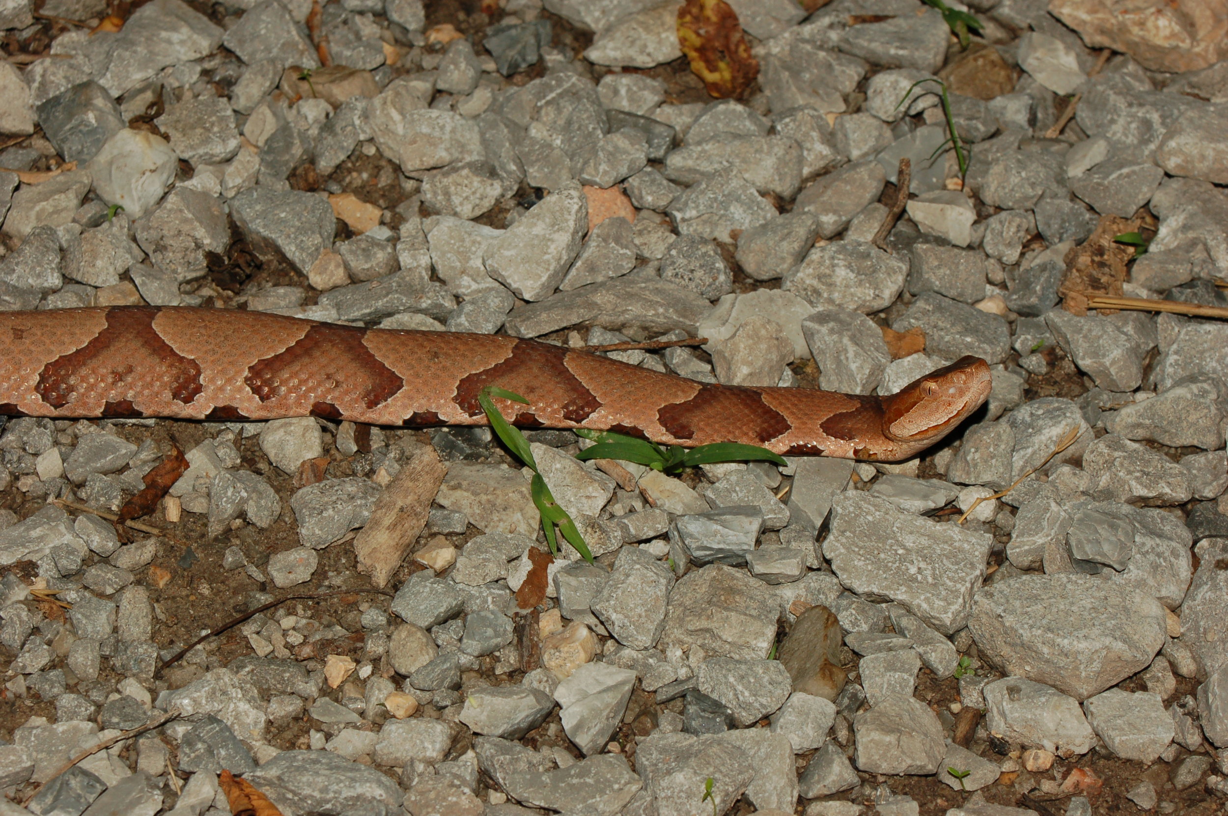 Copperhead