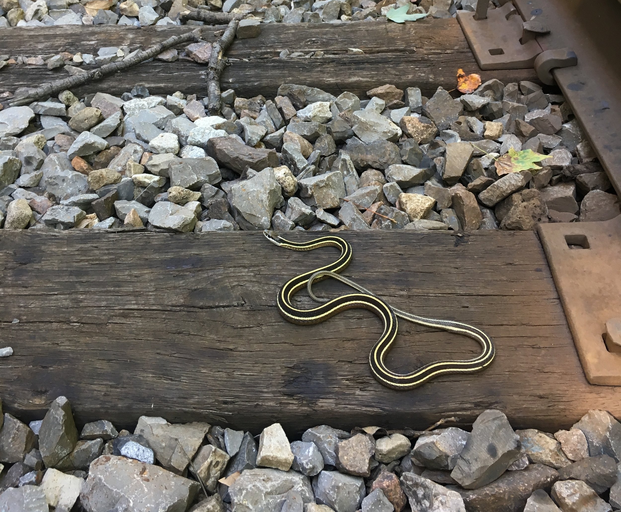 Eastern Ribbonsnake found along railroad tracks 