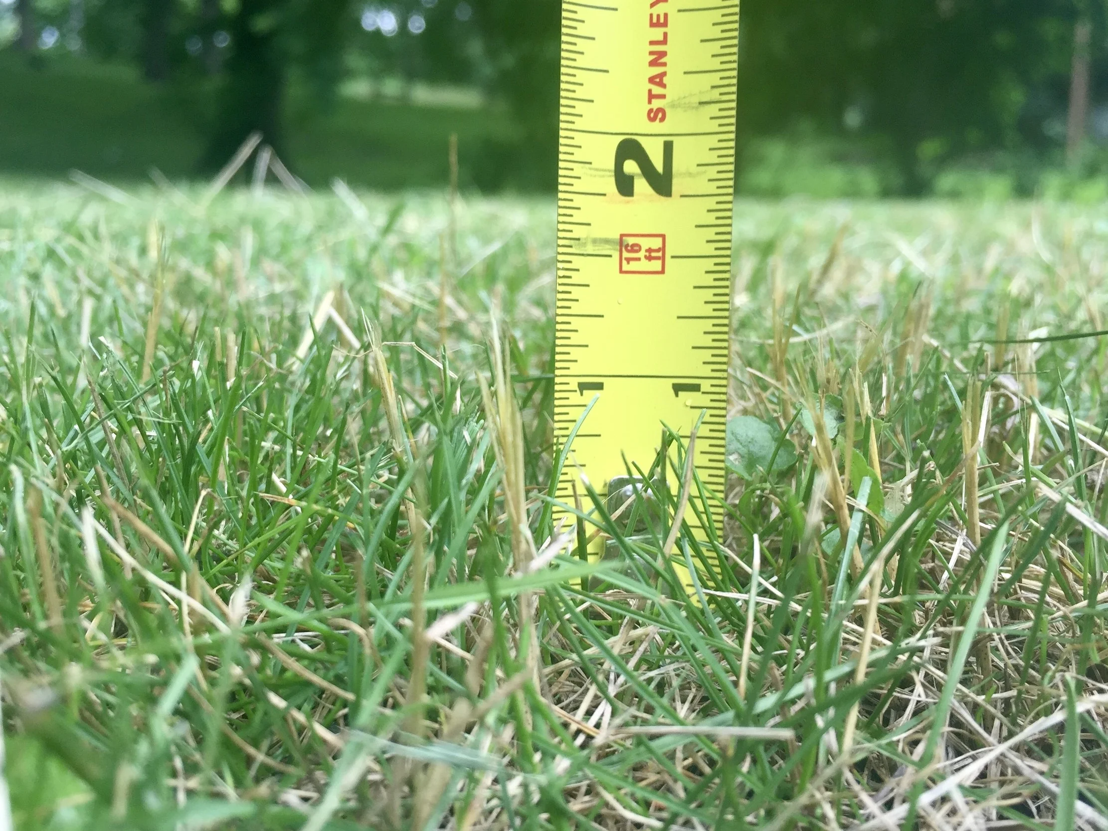 Keep grass mowed short (one inch or less). Snakes are less likely to hang out and move through short grass. Short grass also makes snakes easier to spot by you and your family members.