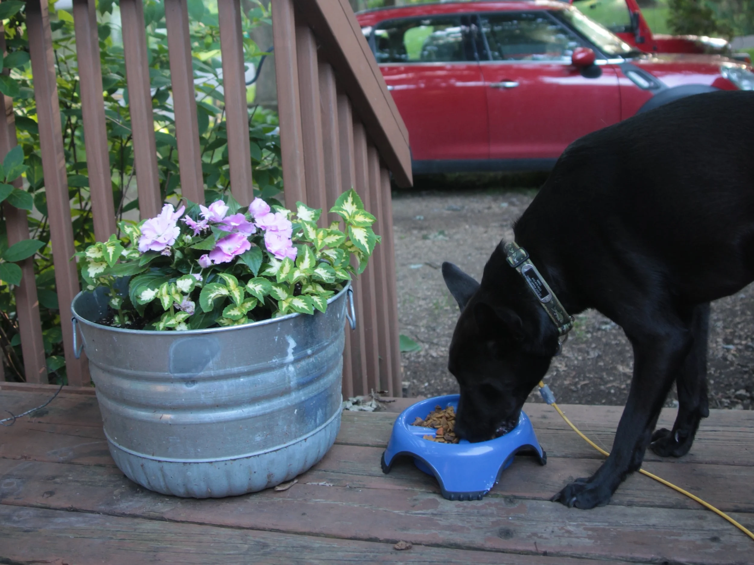 Keeping Snakes Away Advice from a Wildlife Biologist — Field Ecology