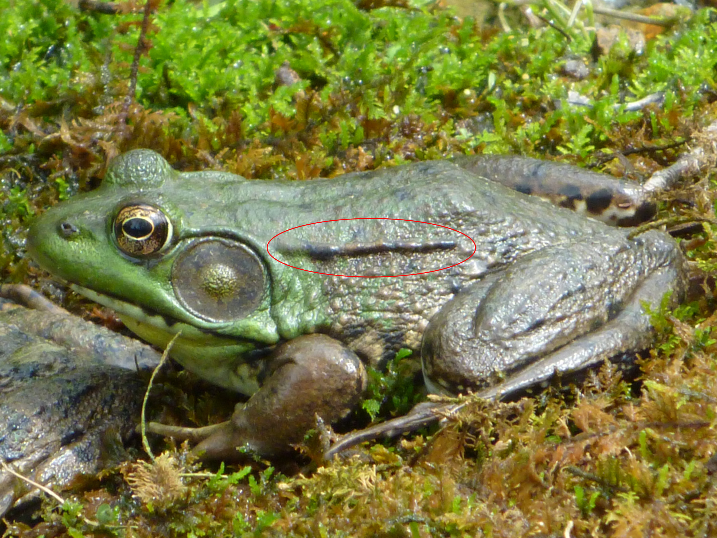 图1所示。有突出的背外侧褶皱的成年绿蛙(绿蛙)。维基共享