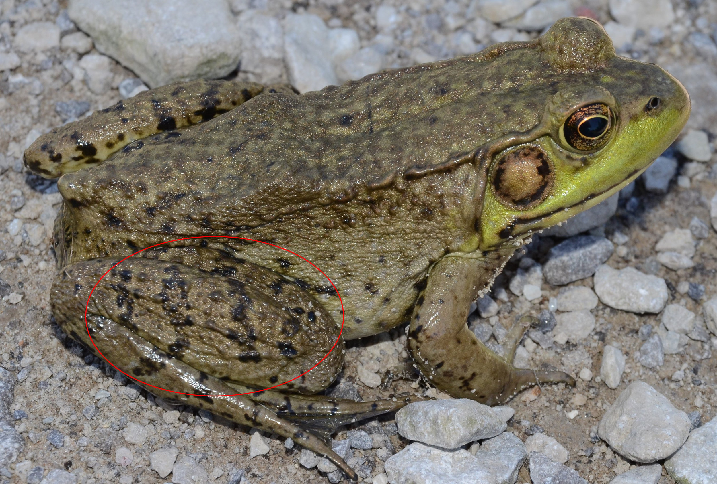 图2。绿蛙(岩蛙)后腿上有条纹。图片由Mark Nenadov提供，维基媒体共享。