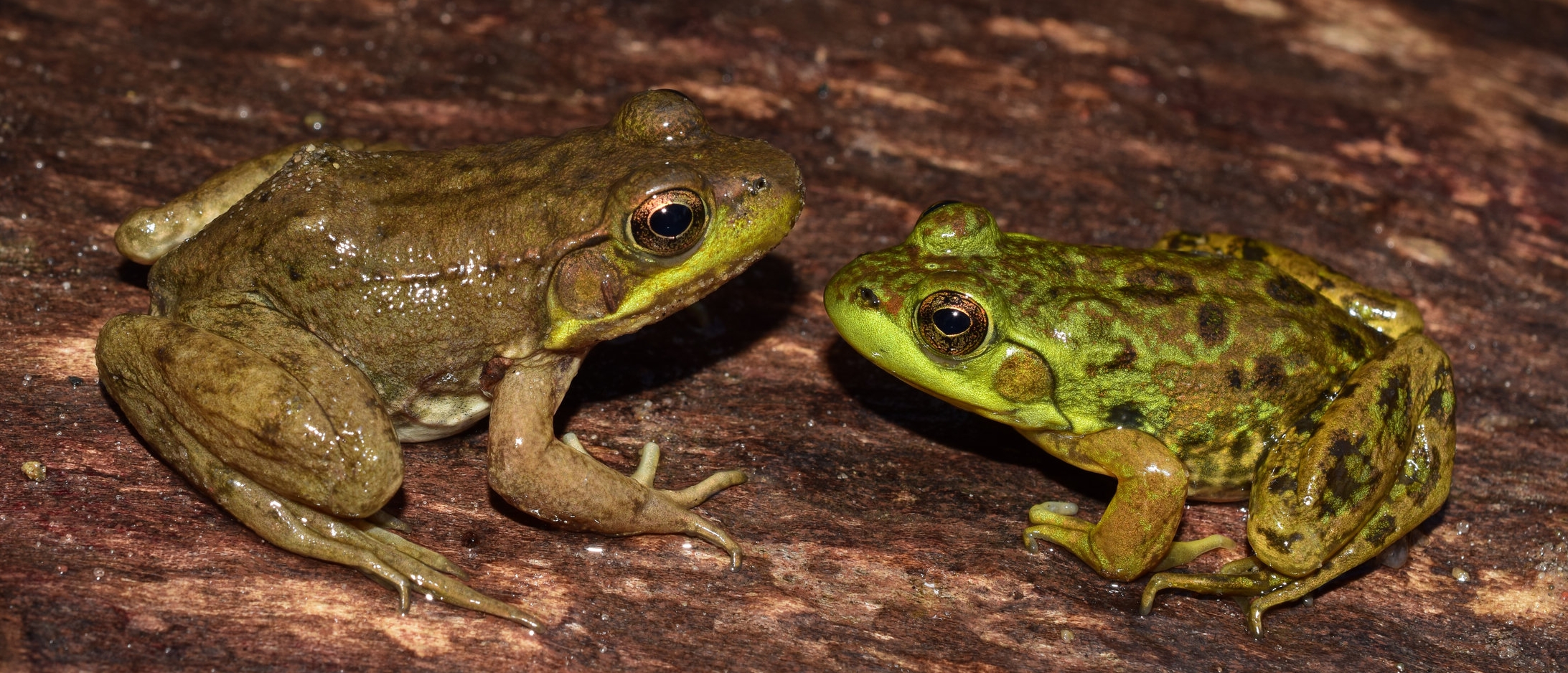 左图:绿蛙(Lithobates clamitans)。右图:水貂蛙(石竹)。照片:克里斯托万博电竞提现要五万认证弗·e·史密斯