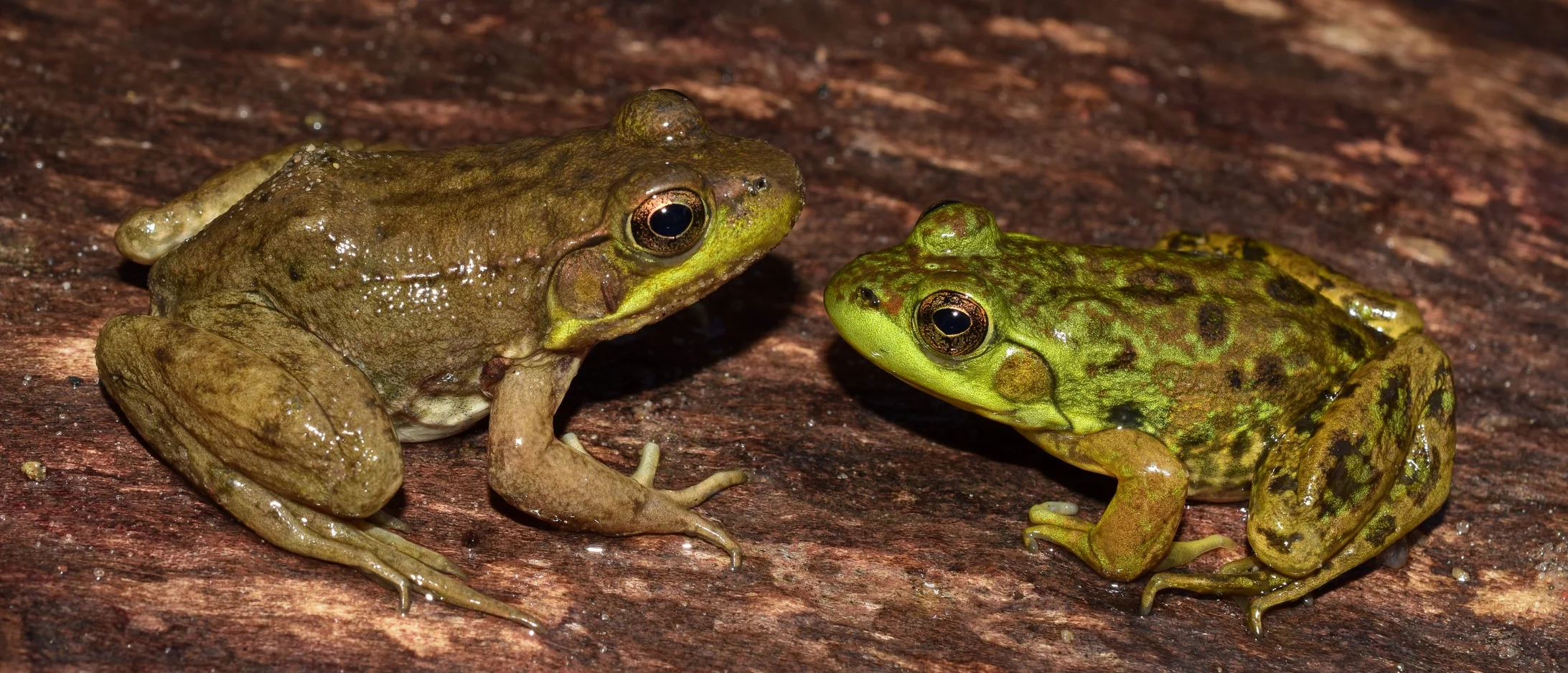 Left: Green frog ( Lithobates clamitans ). Right: Mink Frog ( Lithobates septentrionalis ). Photo: Christopher E. Smith