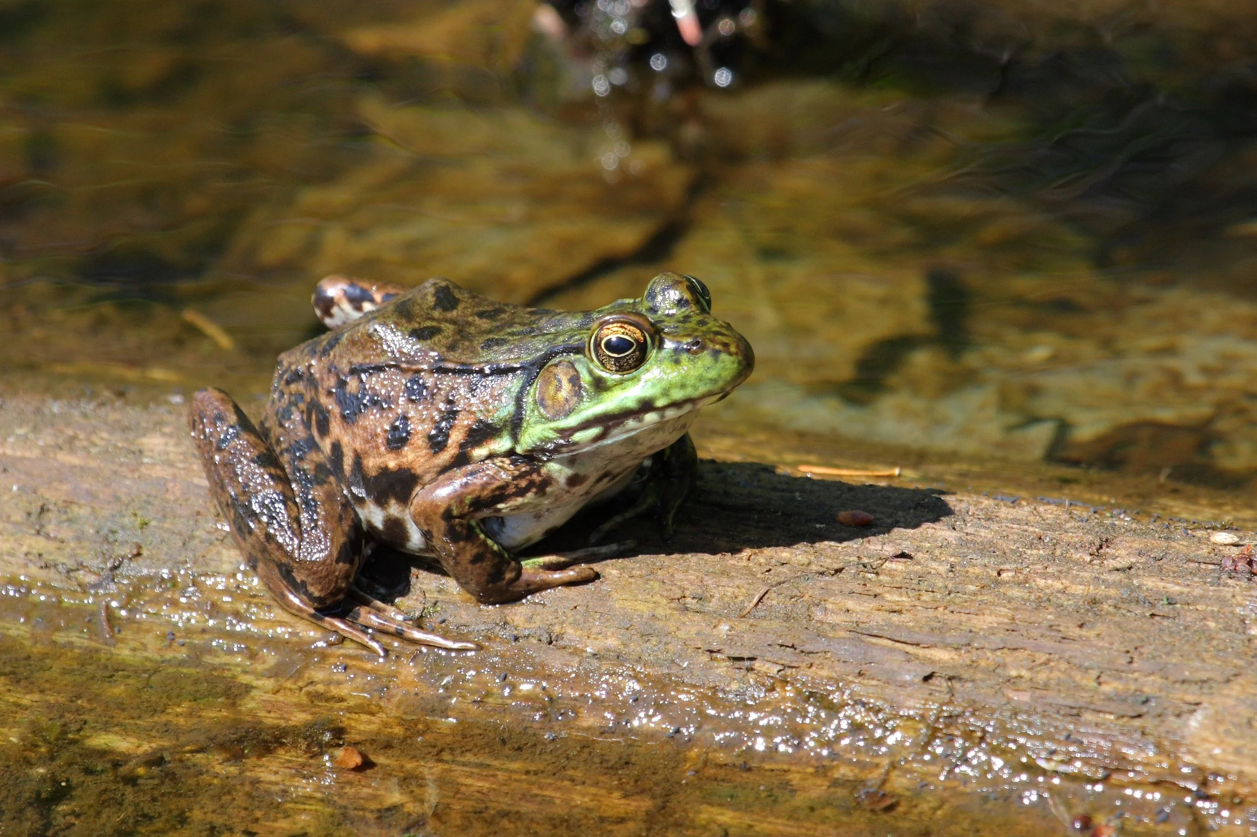 Figure 4. Frog displaying intermediate appearance. Prominent dorsolateral folds and pointed snout point toward green frog, hind leg pattern most similar to a mink frog. Photo courtesy of Simon Pierre Barrette, Wikimedia Commons.