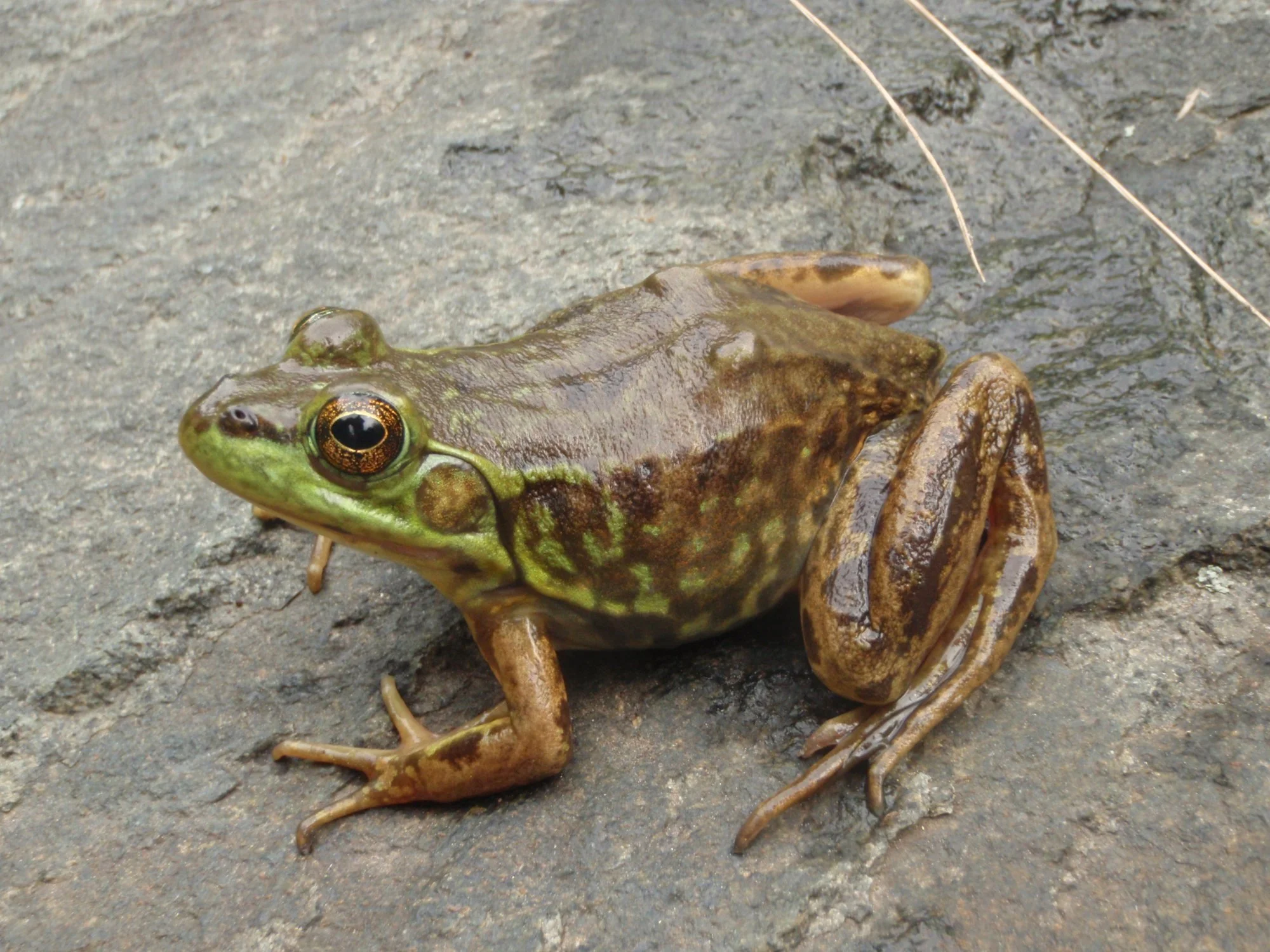 Mink frog ( Lithobates septentrionalis) from northern Minnesota. Photo: Christopher E. Smith.