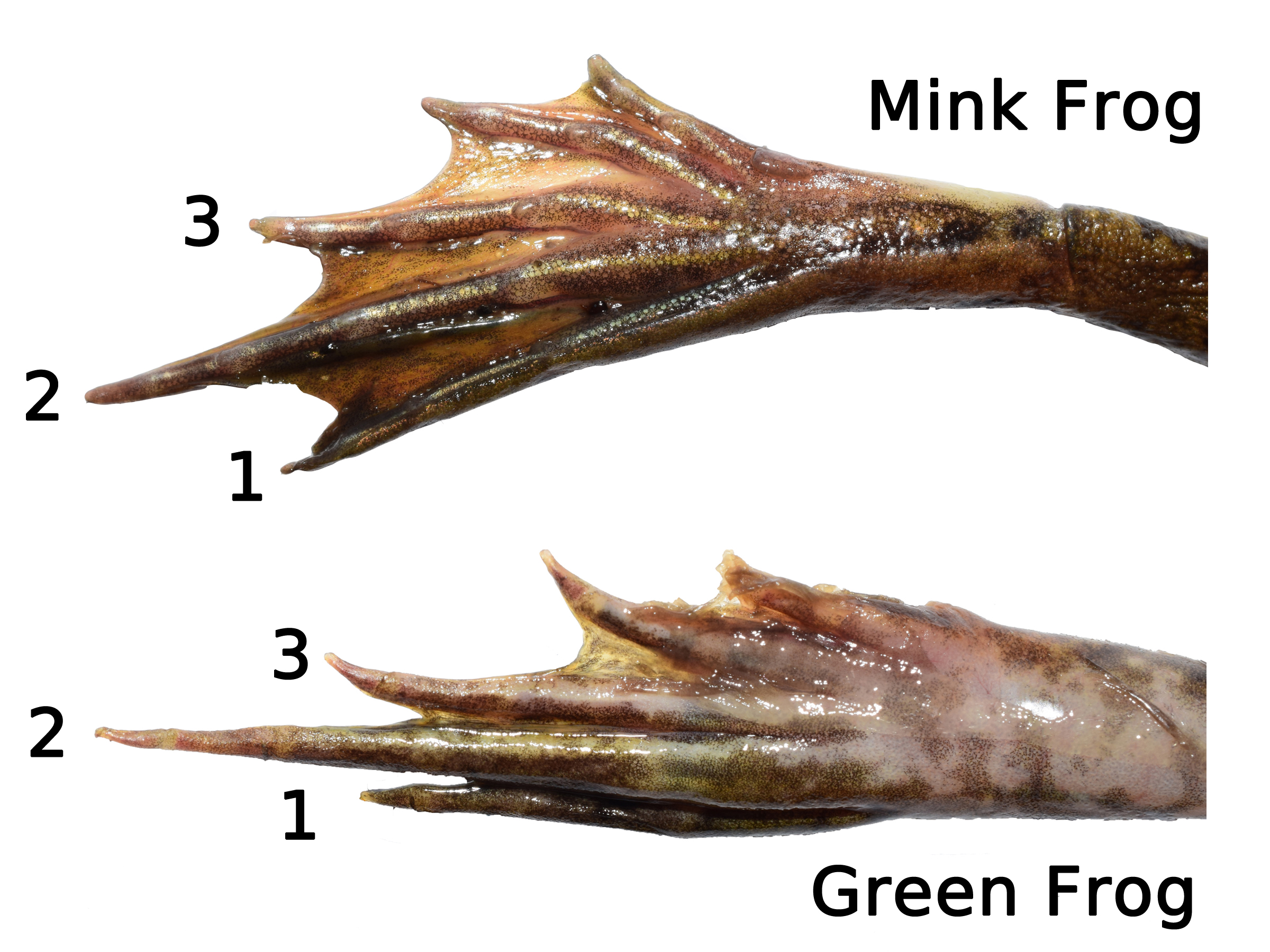 图3。貂蛙(上)和绿蛙(下)后腿的比较。注意第三个脚趾和第一个脚趾的长度。明尼苏达州舍本县的水貂蛙和明尼苏达州安诺卡县的绿蛙。