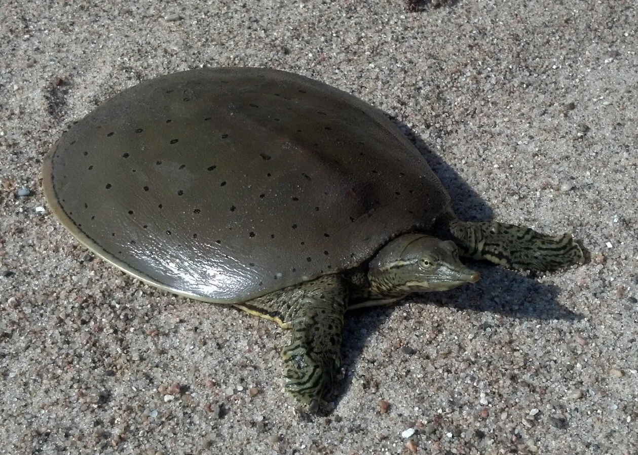 Is fishing tackle a threat to Minnesota’s turtles? Possibly.