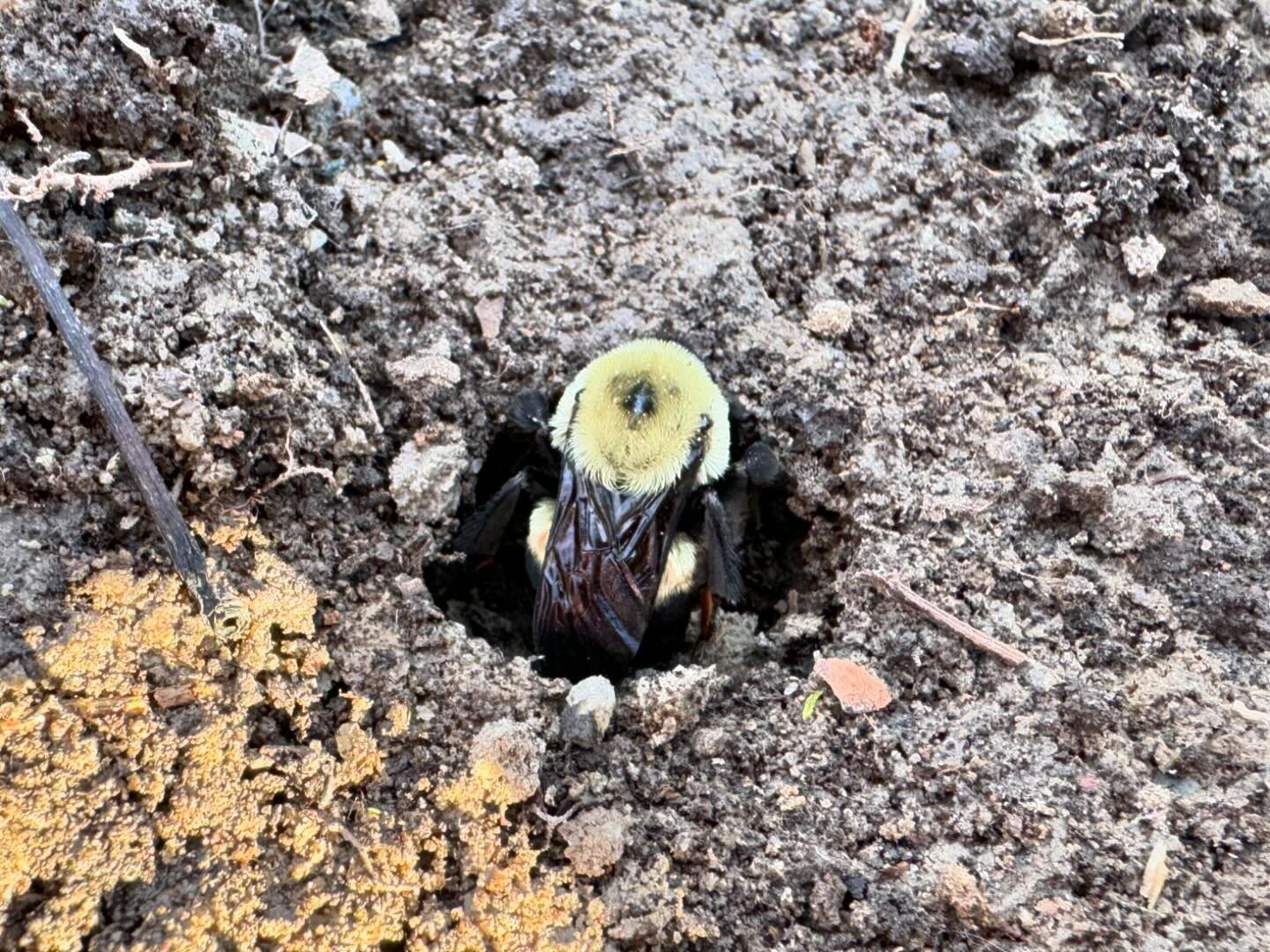 Long live the queen! Be careful where you step. 

#Bombus 
#griseocollis 
#bumbles