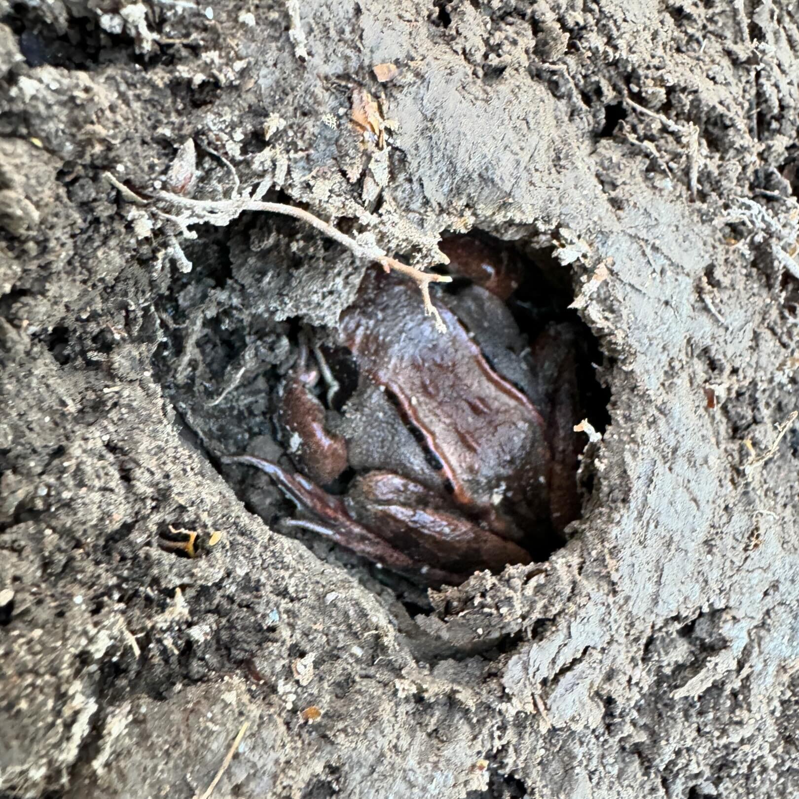 Hello my friend. I hope your winter slumber was wonderful. 

#woodfrog
#herpetology 
#hibernation
#anura
#spring