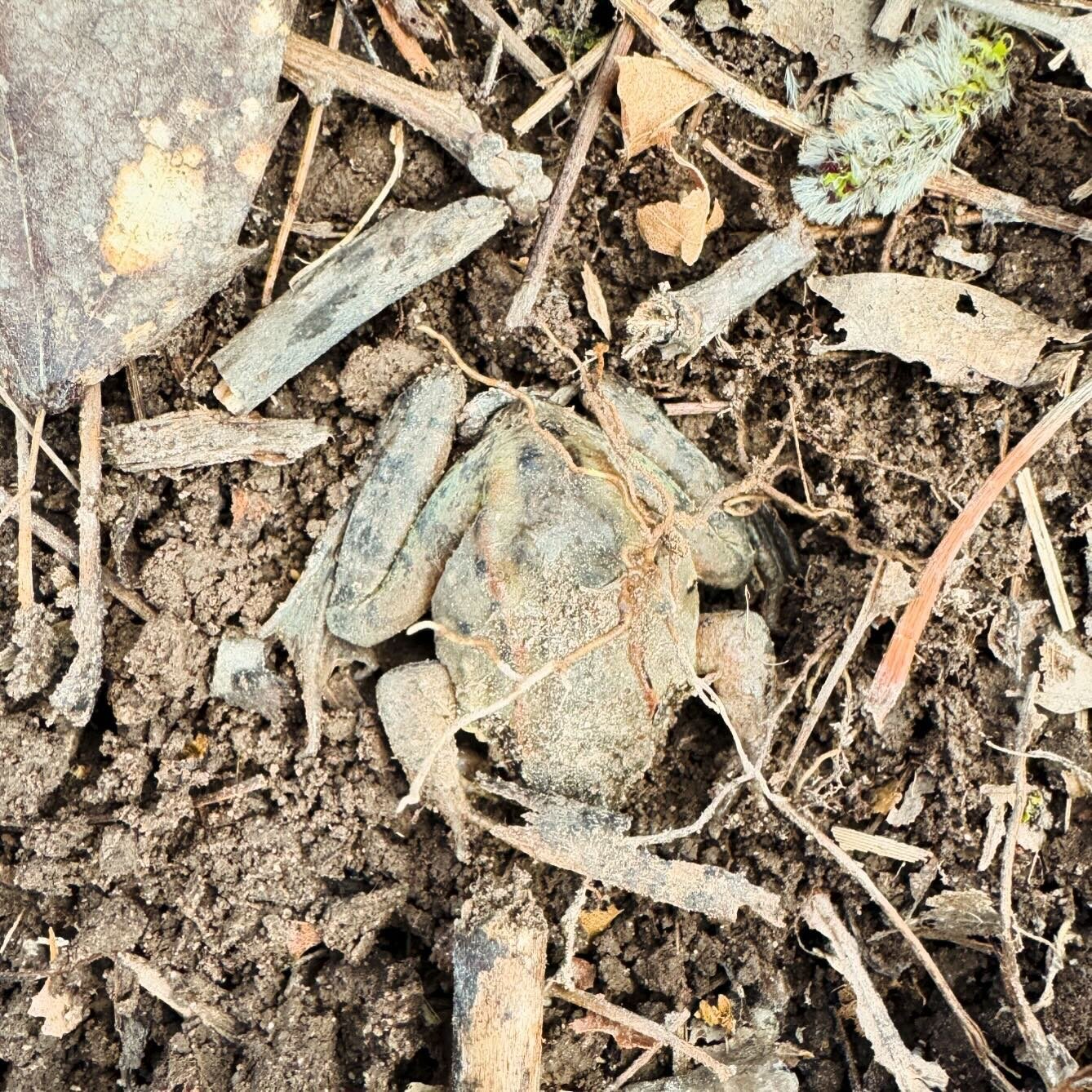 &ldquo;Hyla&rdquo; the dog finds another wood frog sleeping under the leaves. Observation added to @herpmapper 

#herpetology 
#herping
#frogs 
#frogsofinstagram