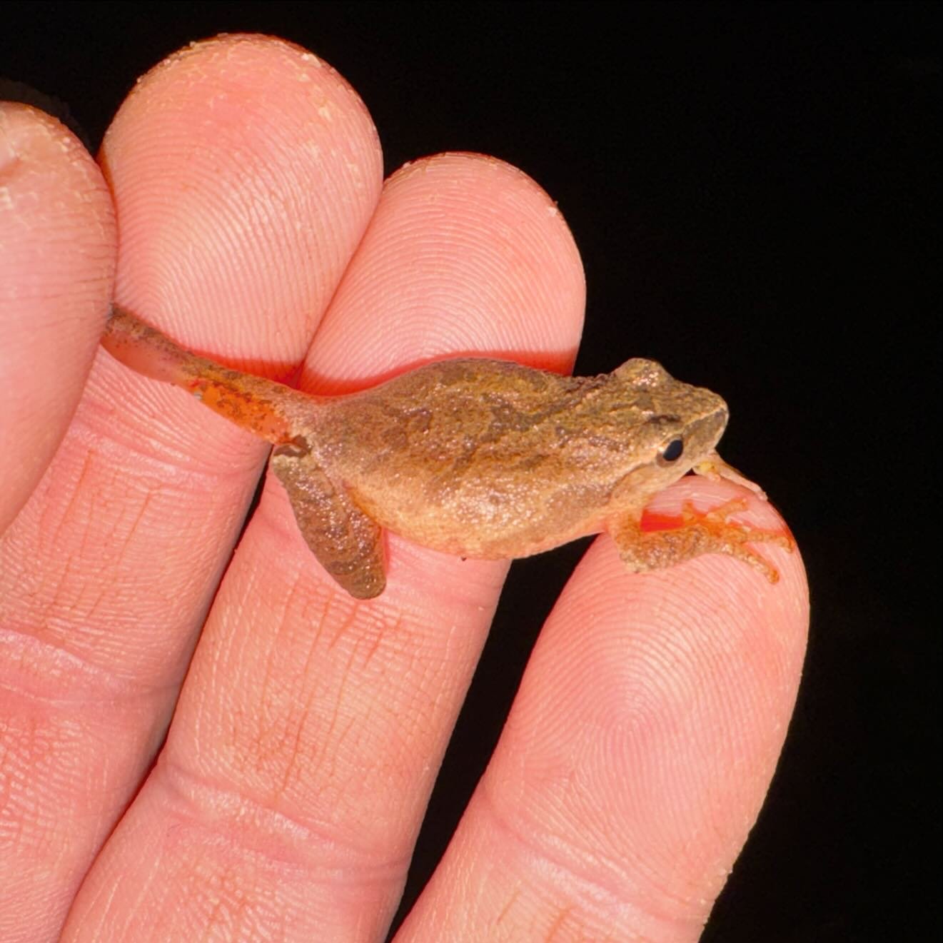 Spring has officially sprung. #SpringPeeper #Frogs #herpmapper