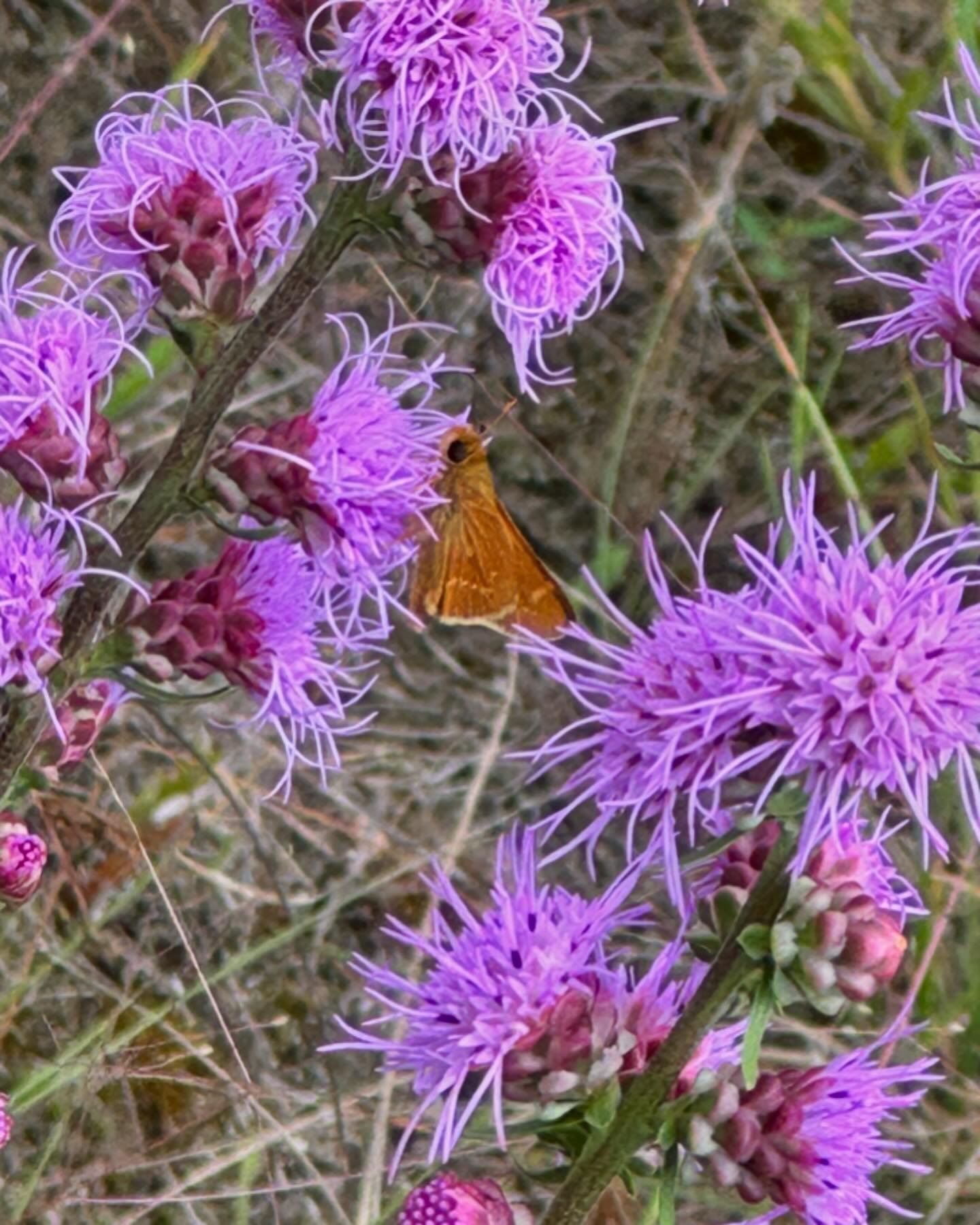 Always good to see a Leonard&rsquo;s Skipper (Hesperia leonardus). A prairie and savanna dependent species that has disappeared from many sites in recent years.