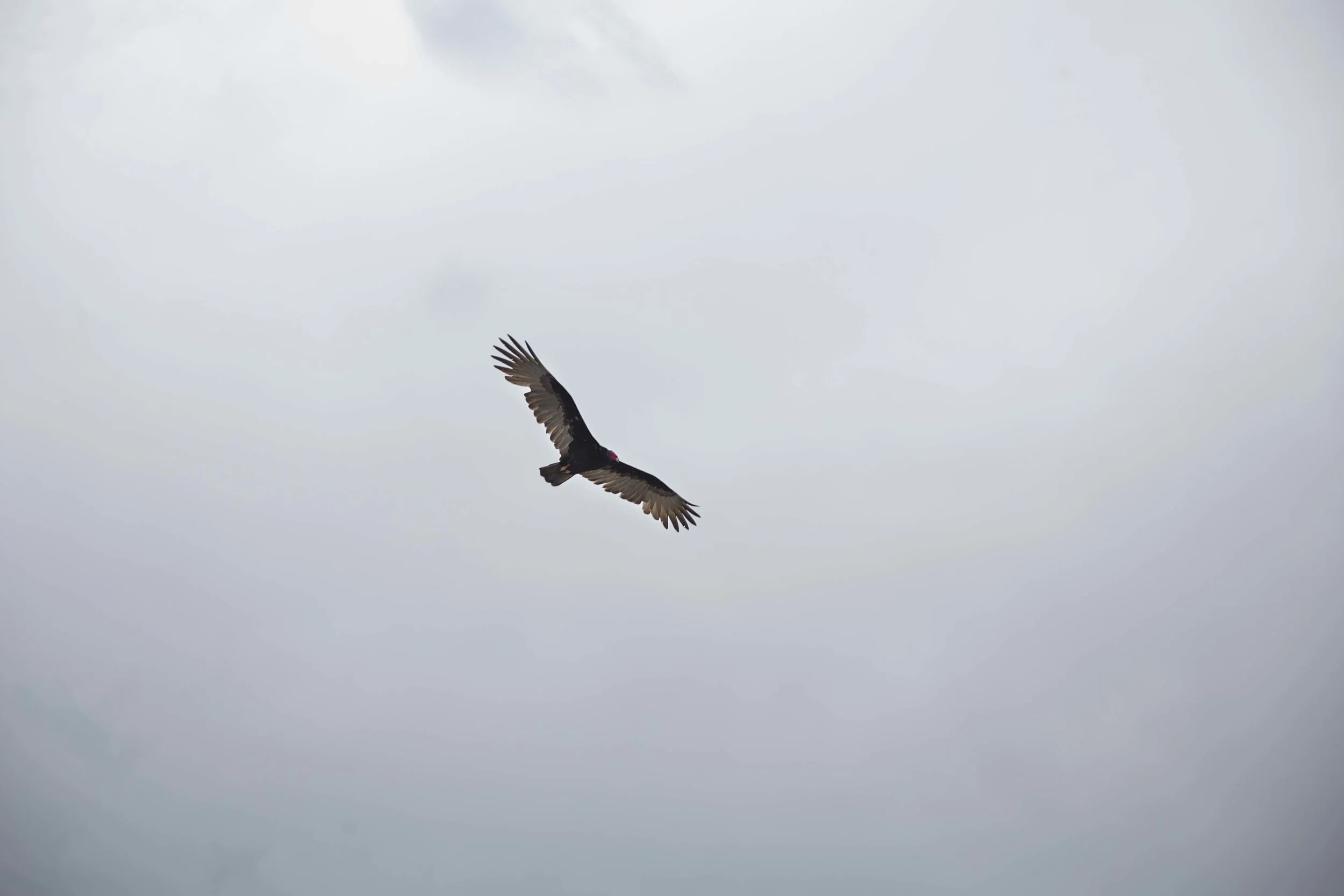 _G4A7950.jpg