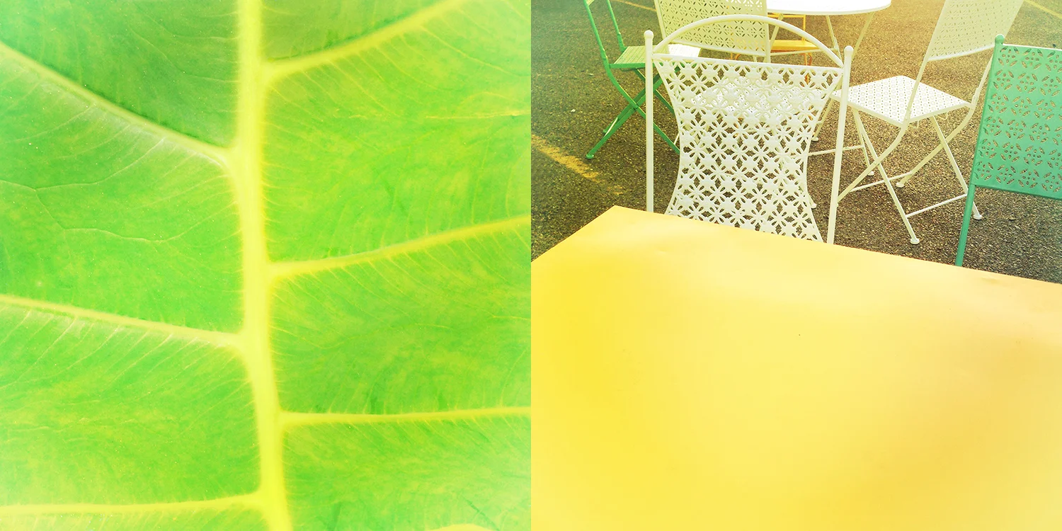 leaf and chairs.jpg