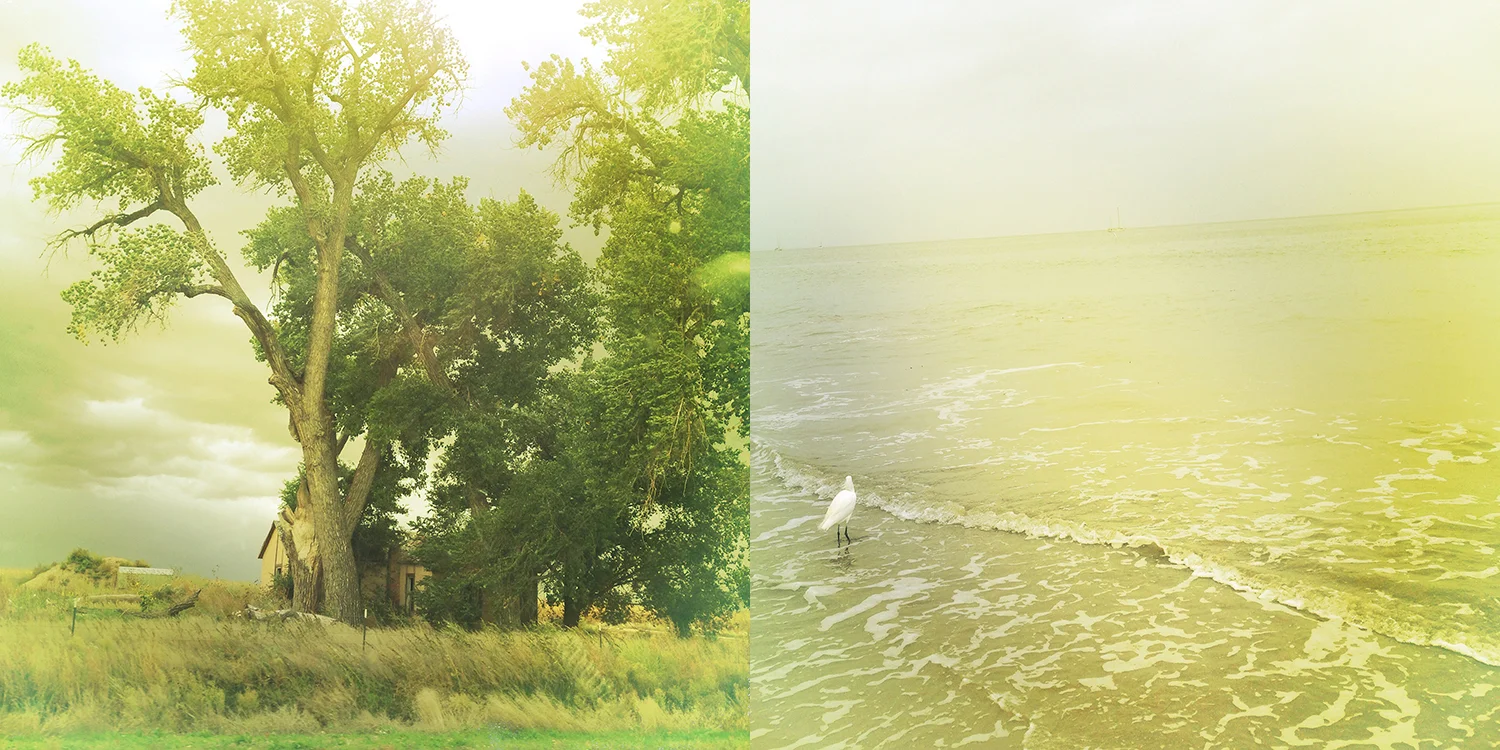 colorado house and egret.jpg