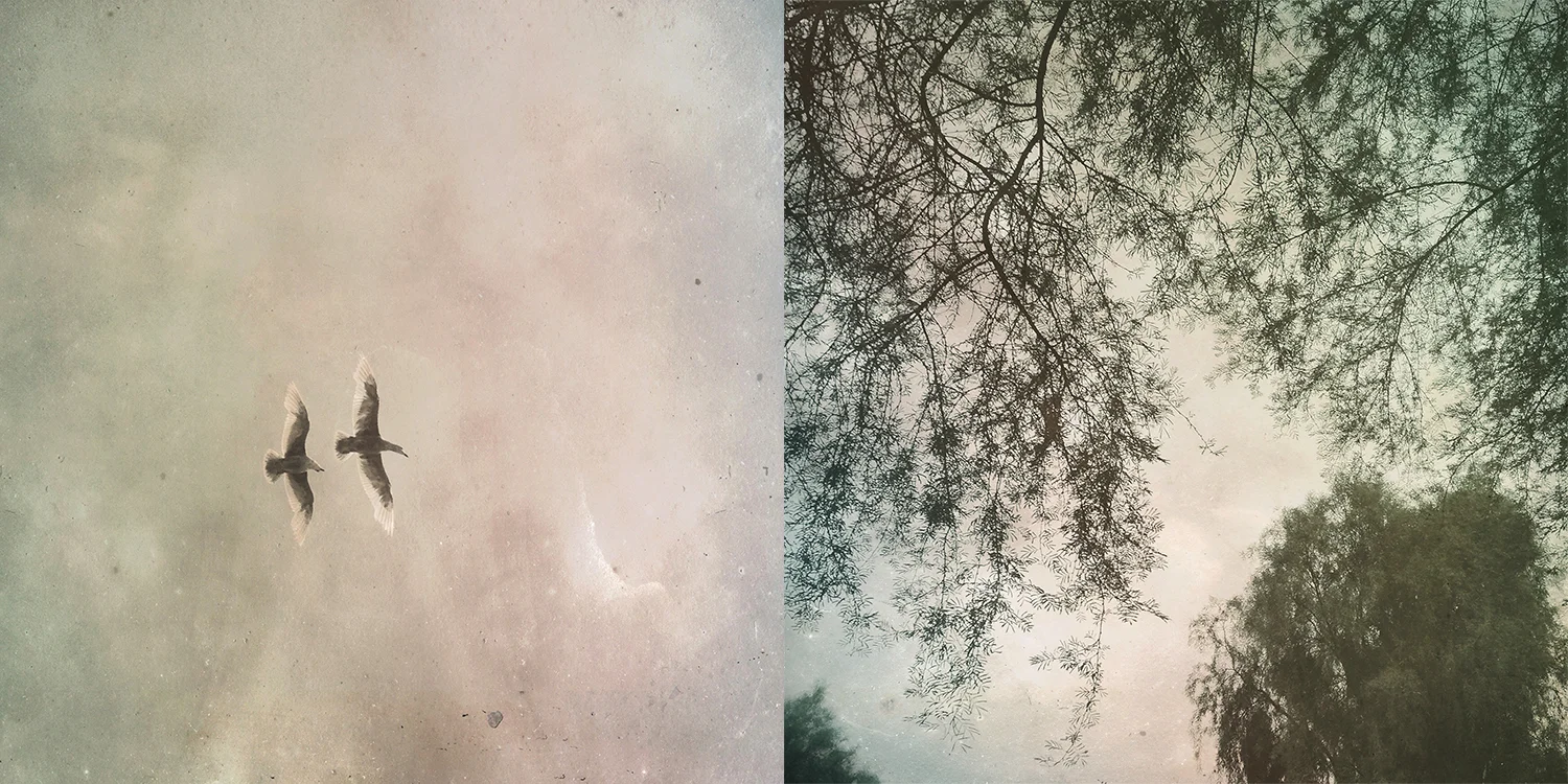 seagulls and tree.jpg