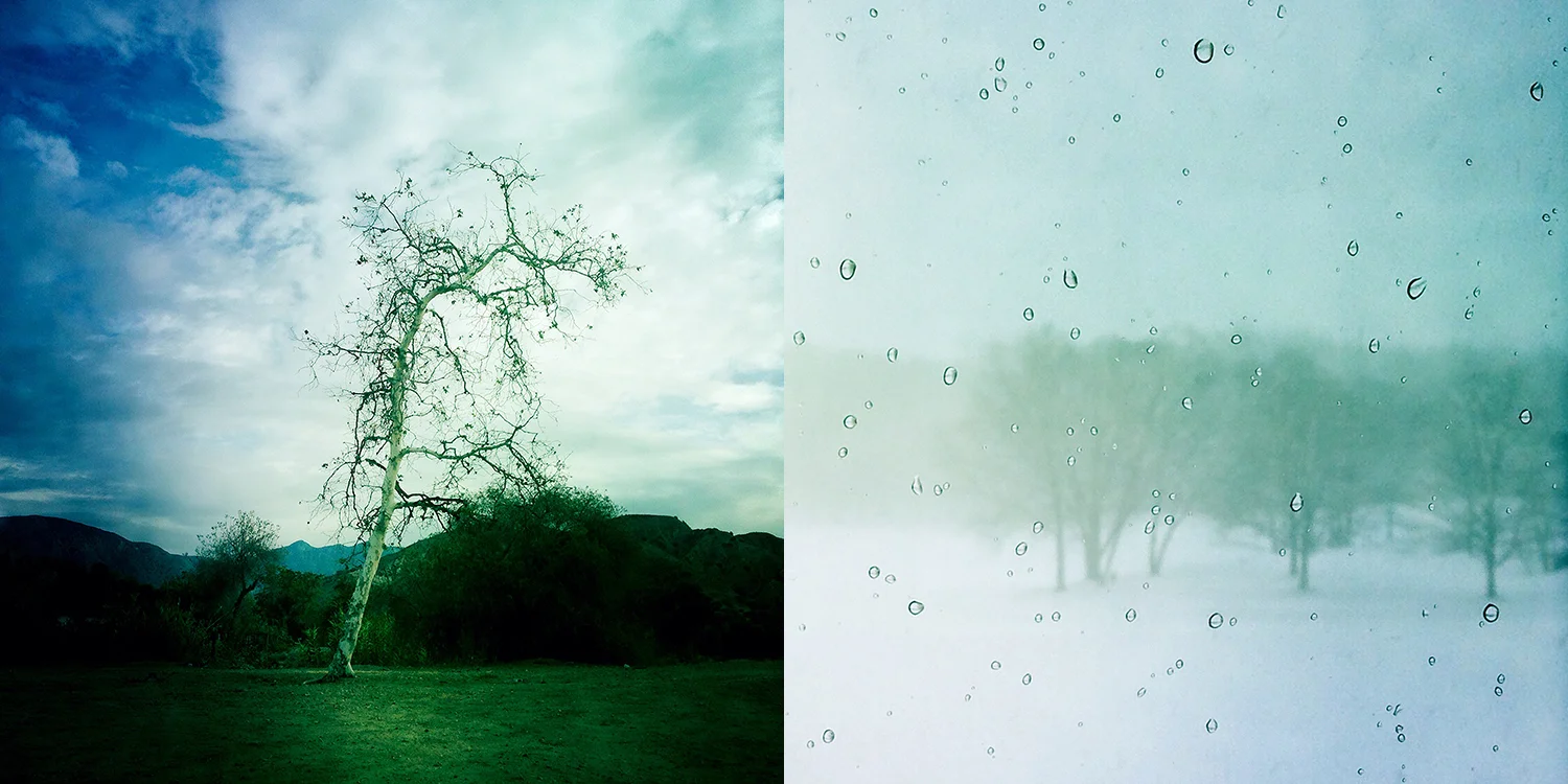 la tree and snowy tree detail.jpg