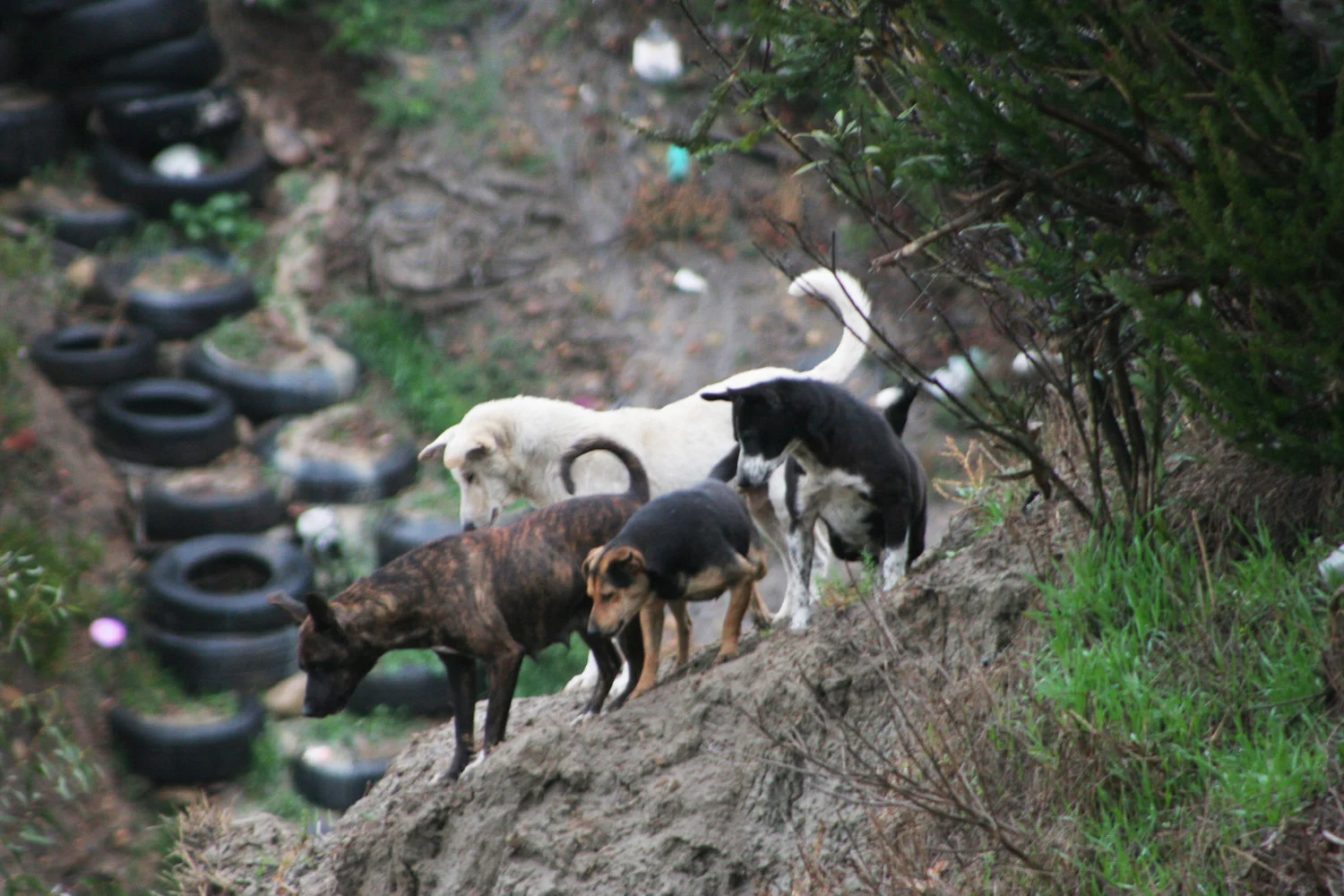dogs-spuarespace.jpg