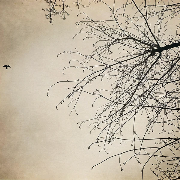 bird-and-tree.jpg