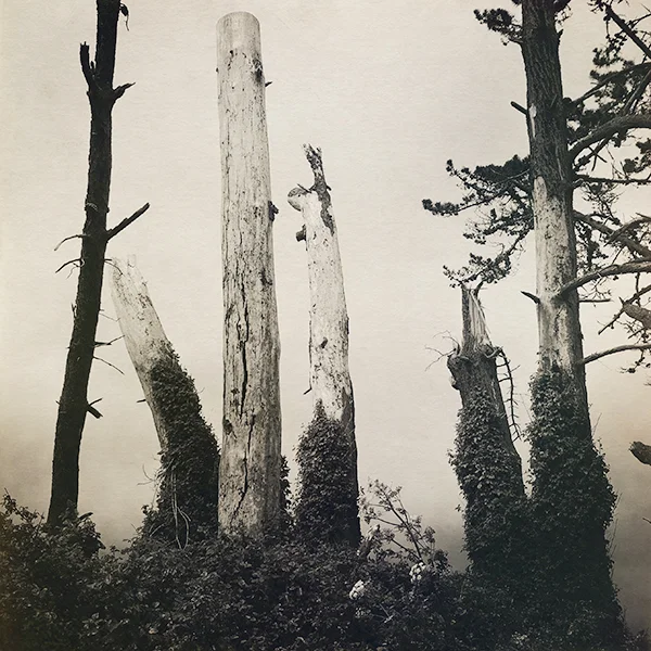 Hwy 1 trees-clean.jpg