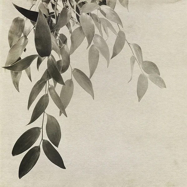 Leaves.jpg