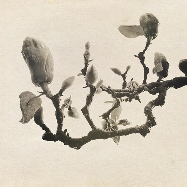 Magnolia-Clean-9x9.jpg