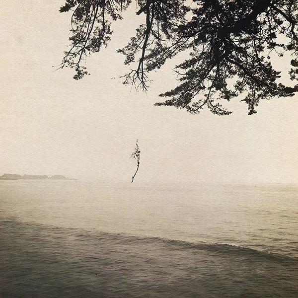 suspended branch over ocean.jpg