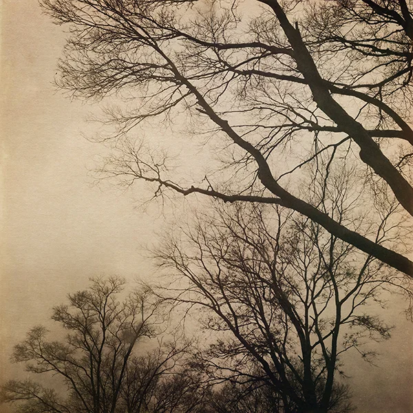 hotel road tree branches.jpg
