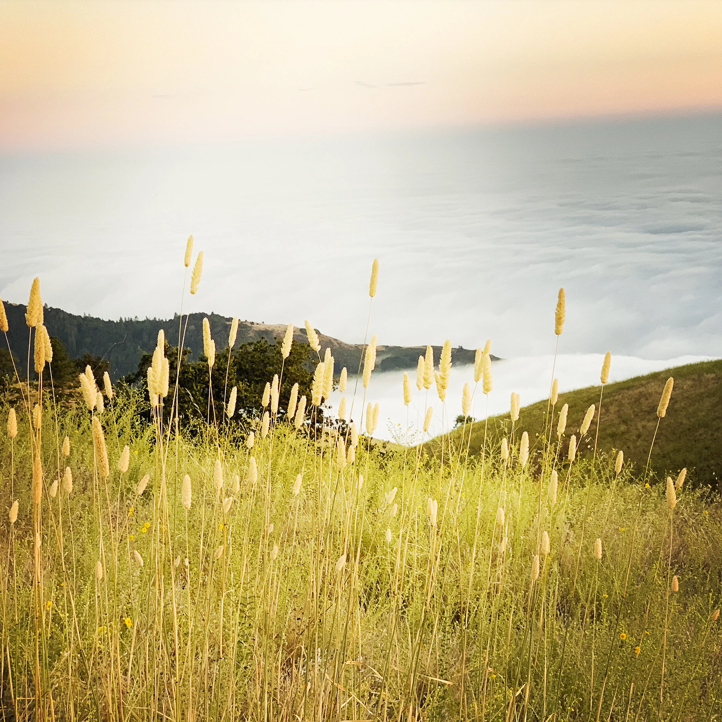 grass at big sur.jpg