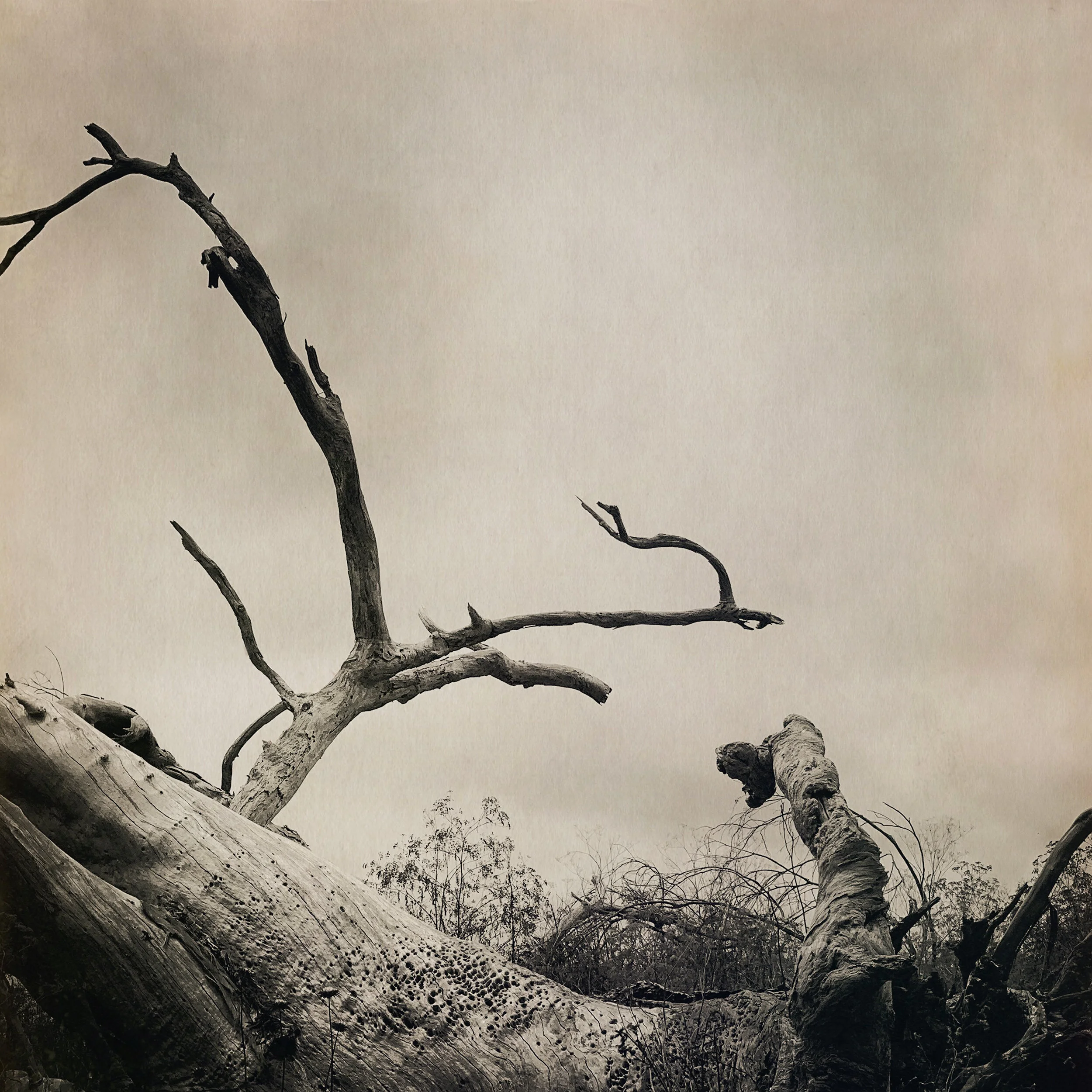 tree at sand dollar.jpg