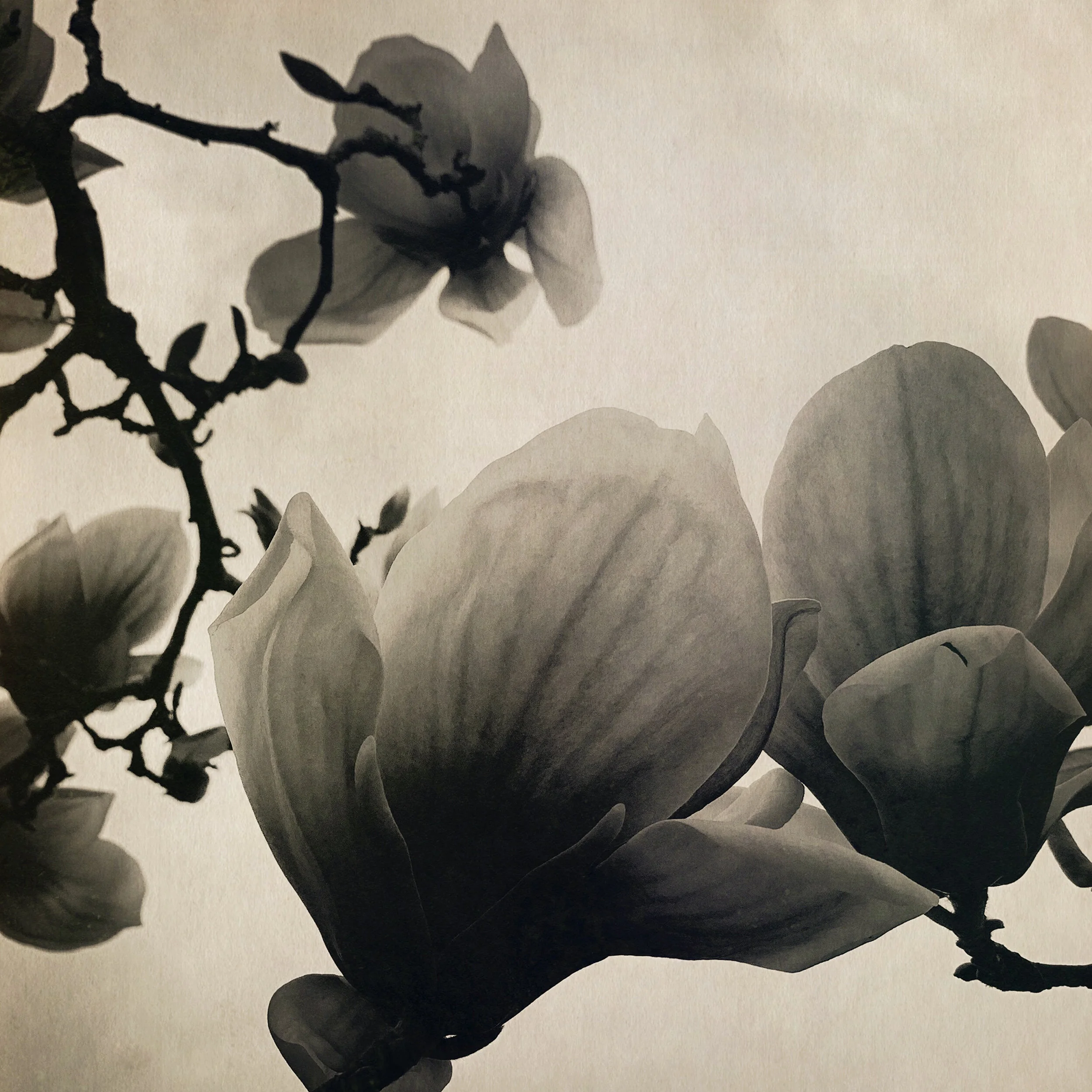 final magnolia for triptych.jpg