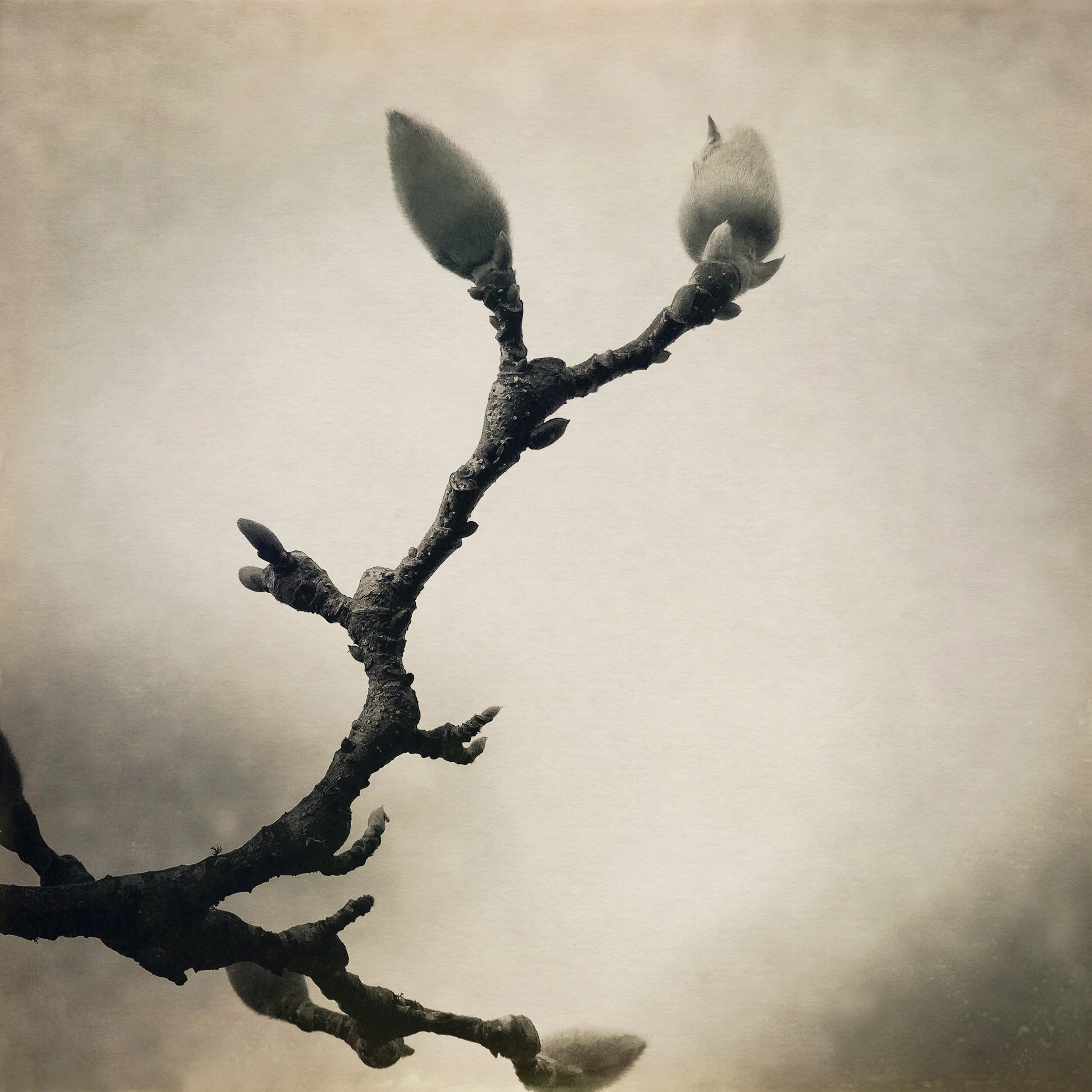 magnolia-2.jpg