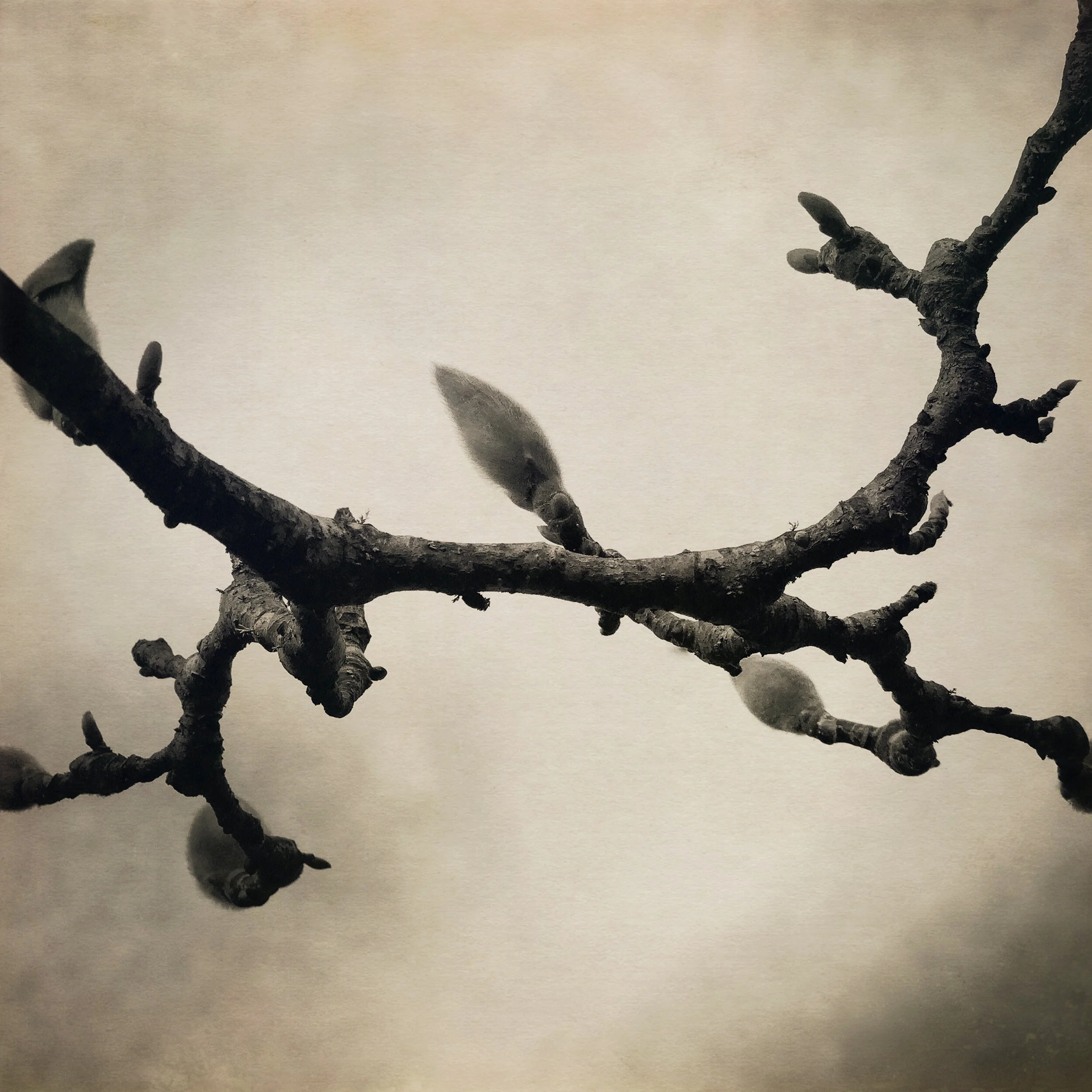 magnolia-3.jpg