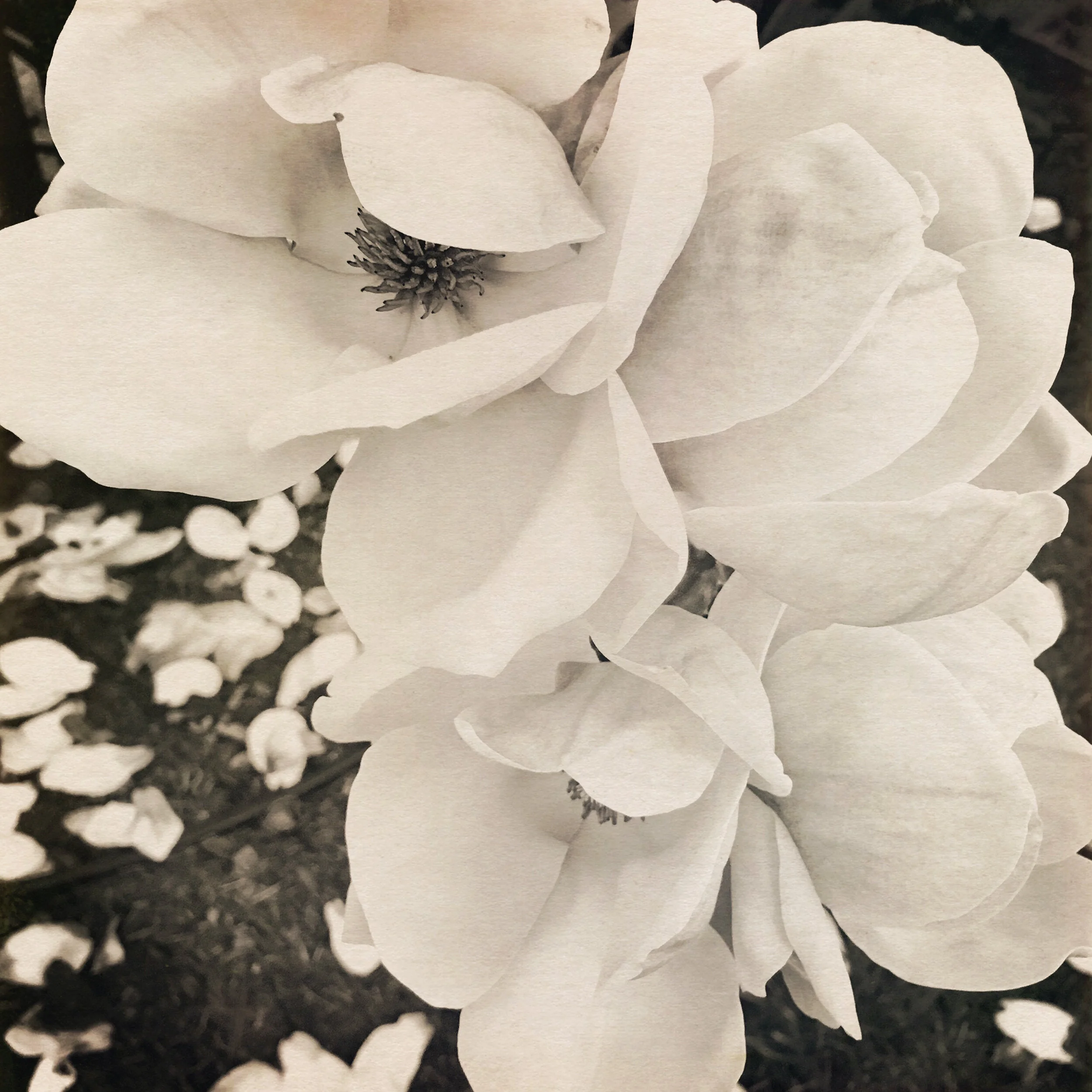 magnolia-5.jpg