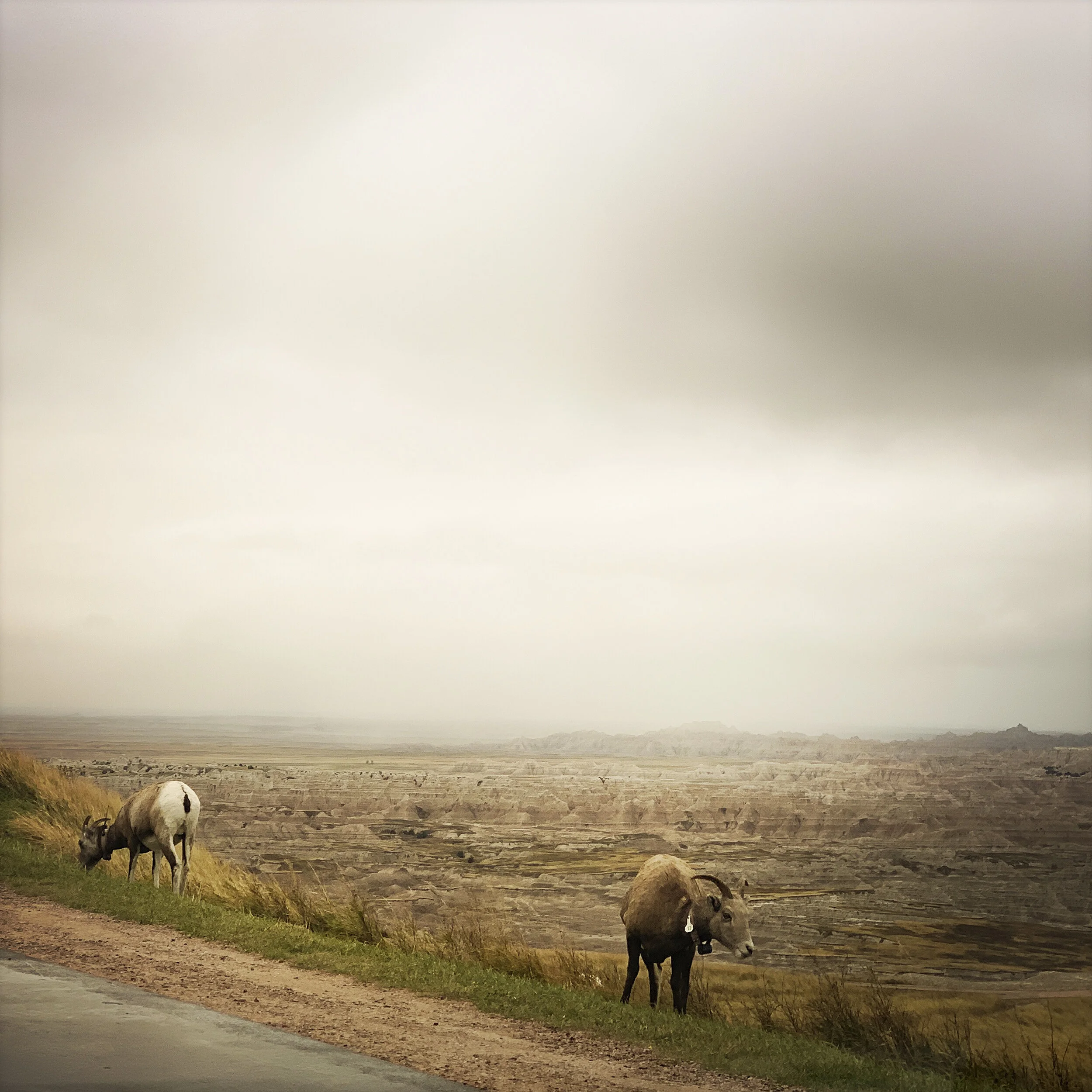 Mountain sheep badlands south dakota.jpg