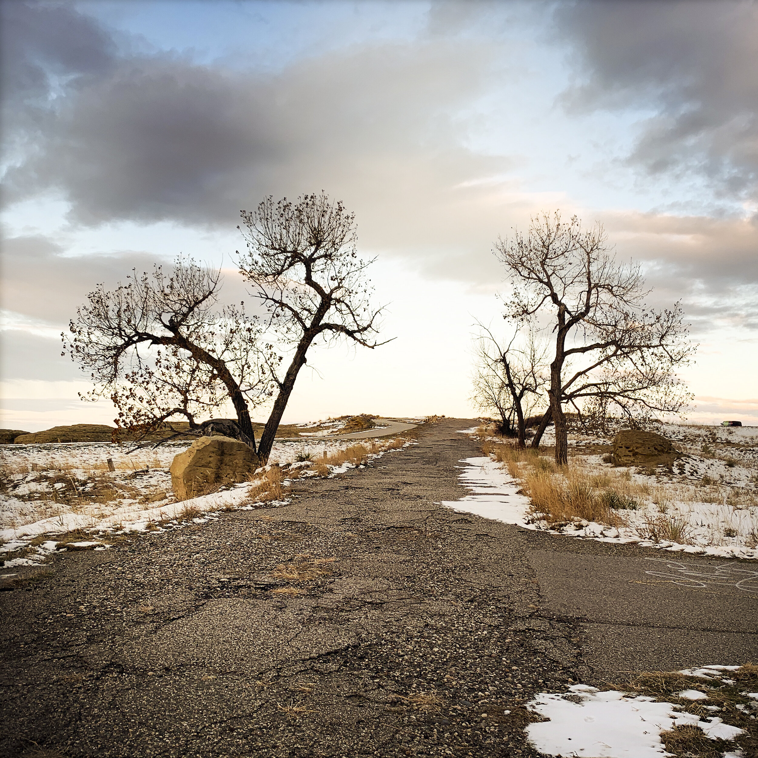 Montana trees.jpg