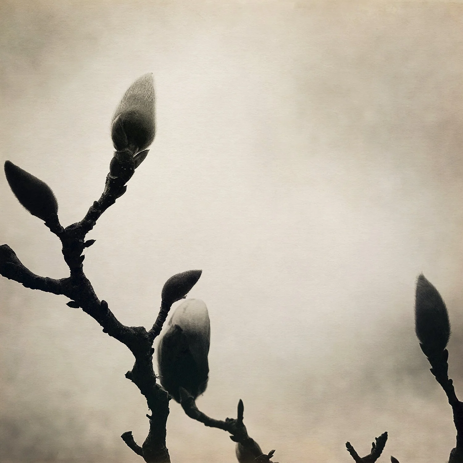 Magnolia-7.jpg