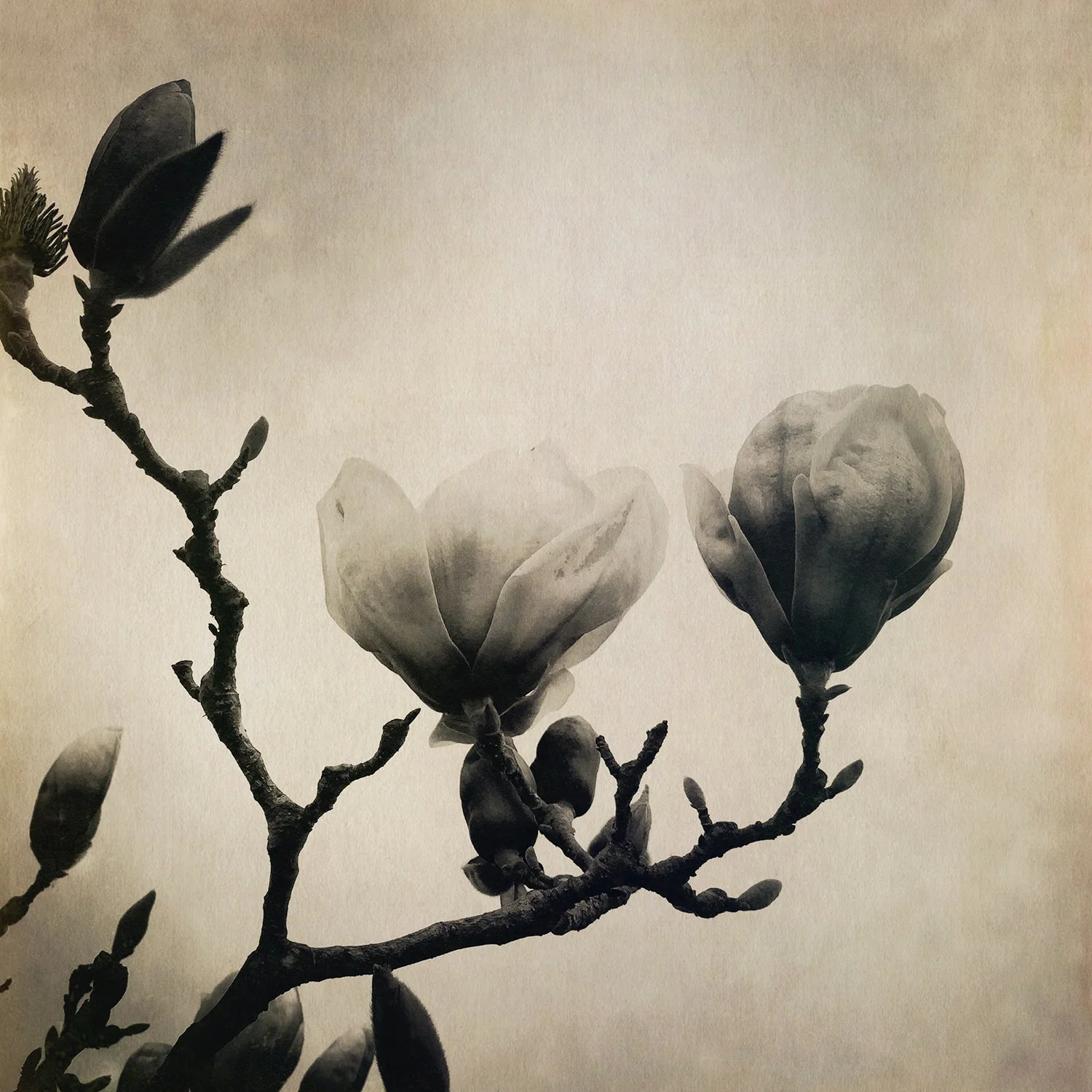 Magnolia-6.jpg