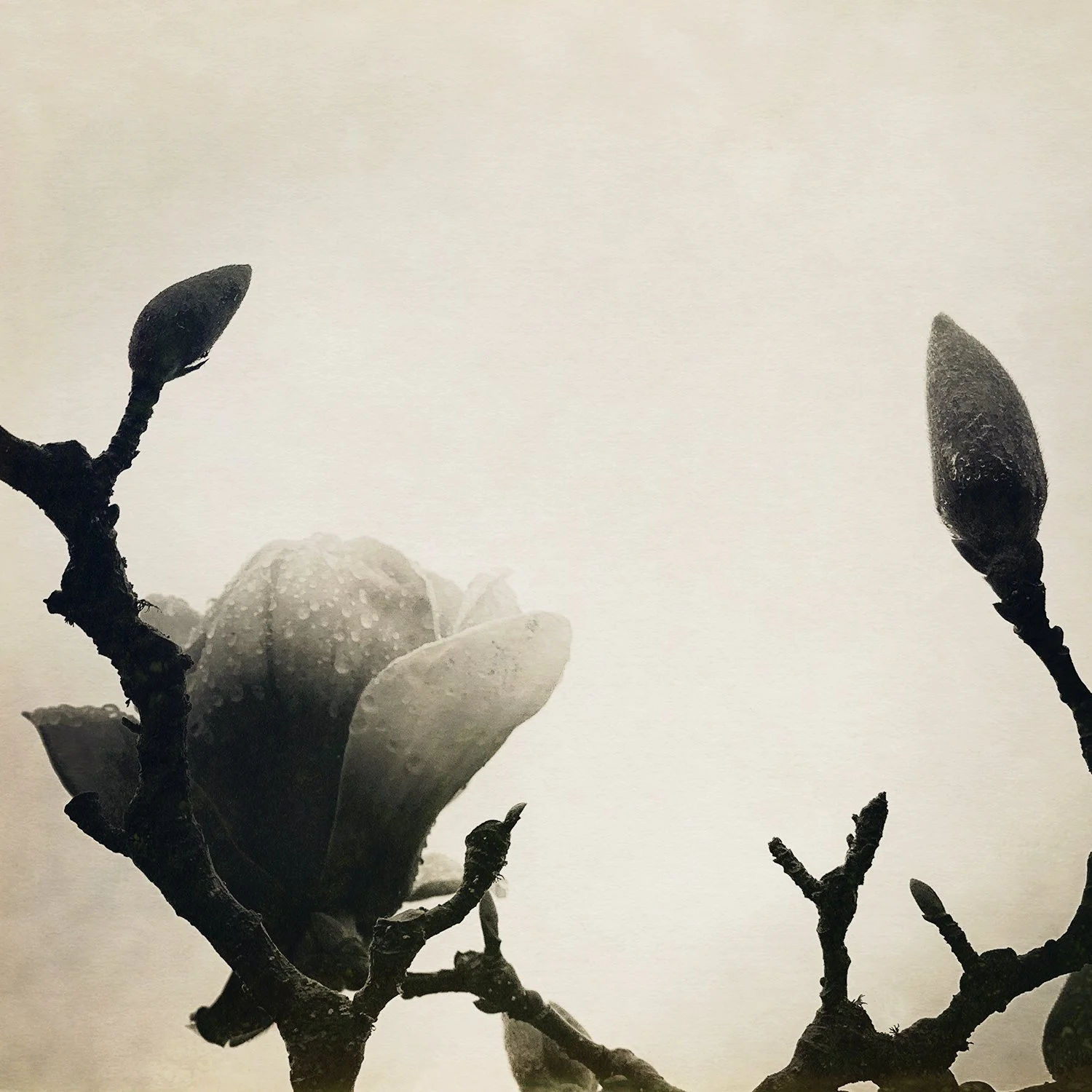 Magnolia-8.jpg
