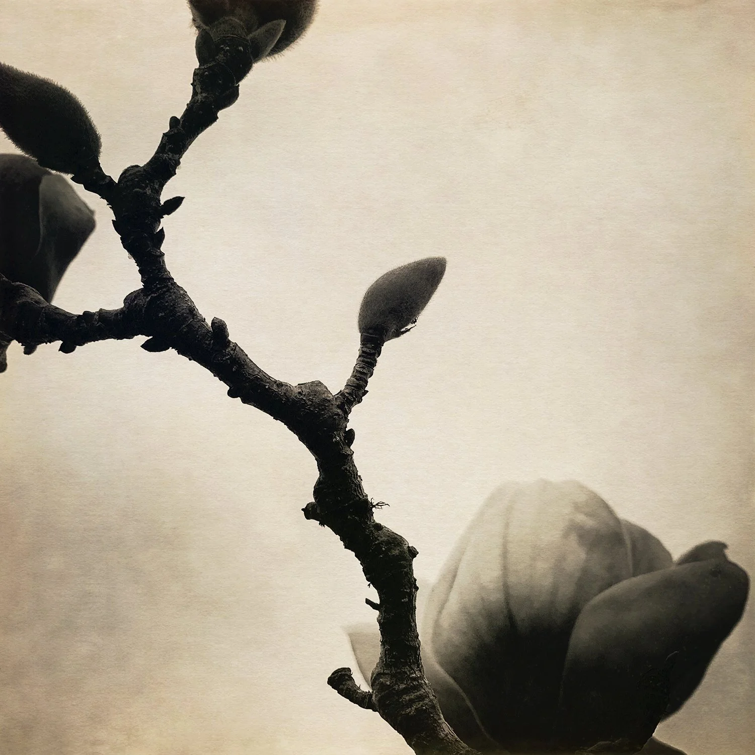 Magnolia-9.jpg