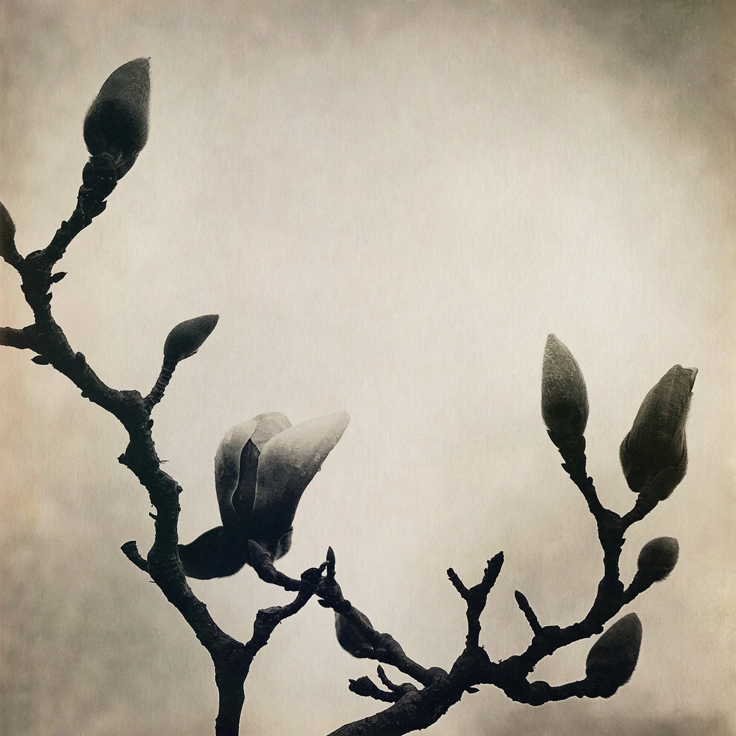 Magnolia-10.jpg