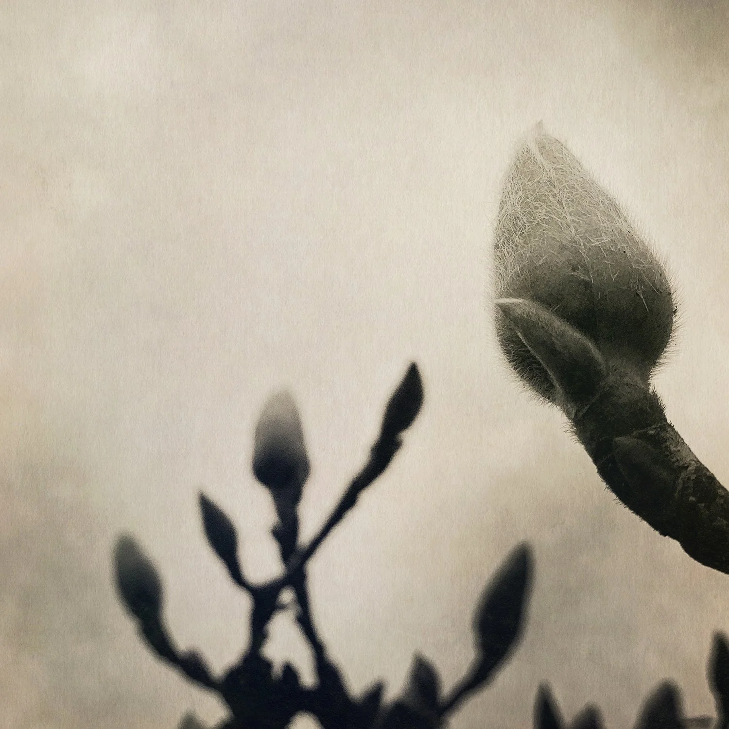 Magnolia-11.jpg