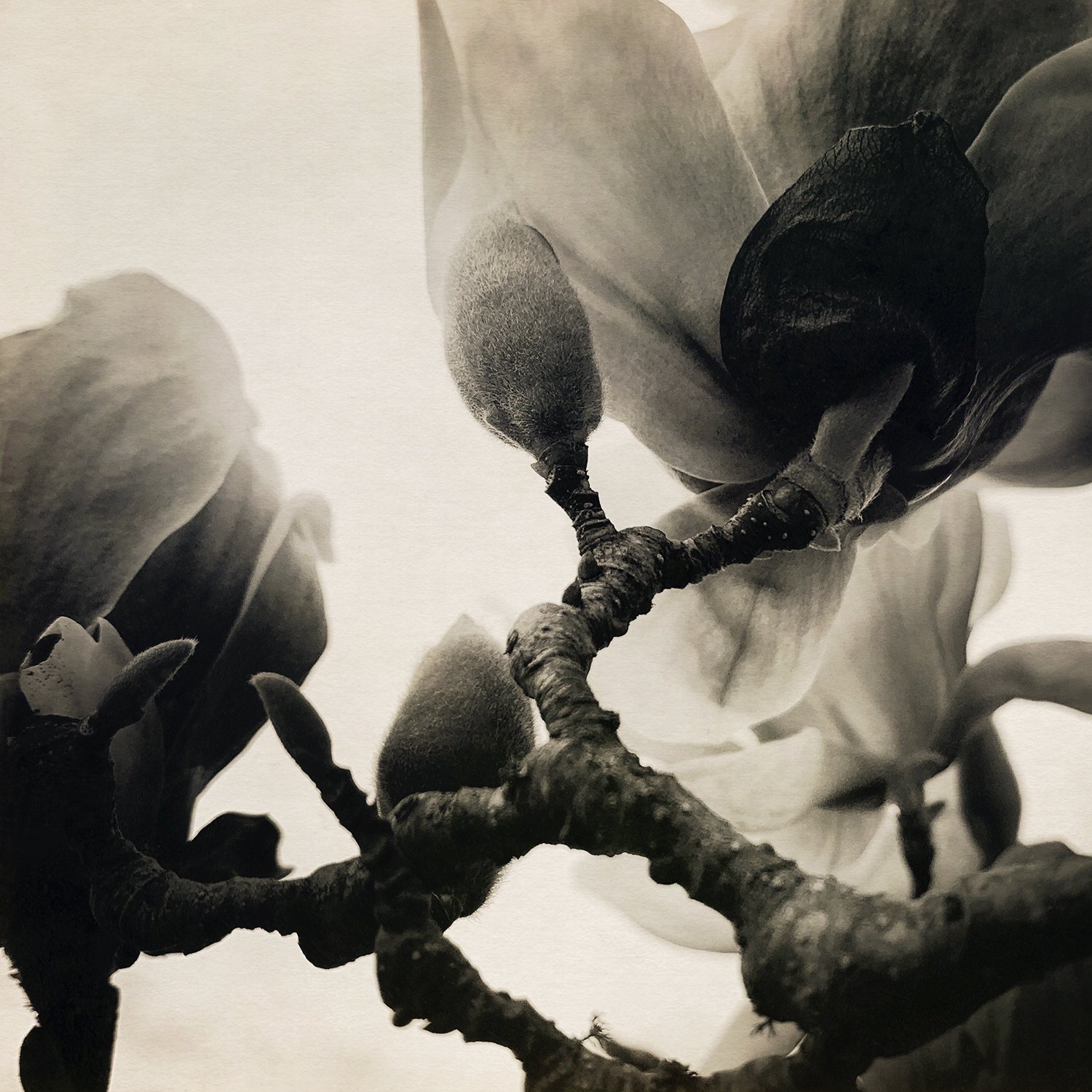 Magnolia-12.jpg