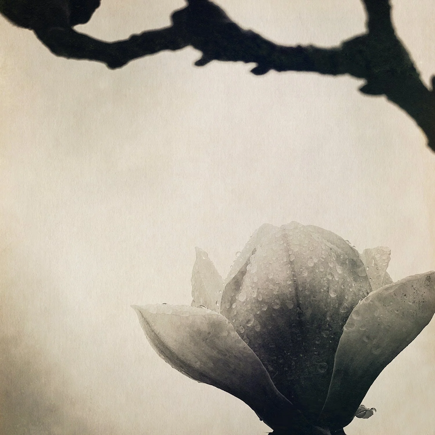 Magnolia-4.jpg