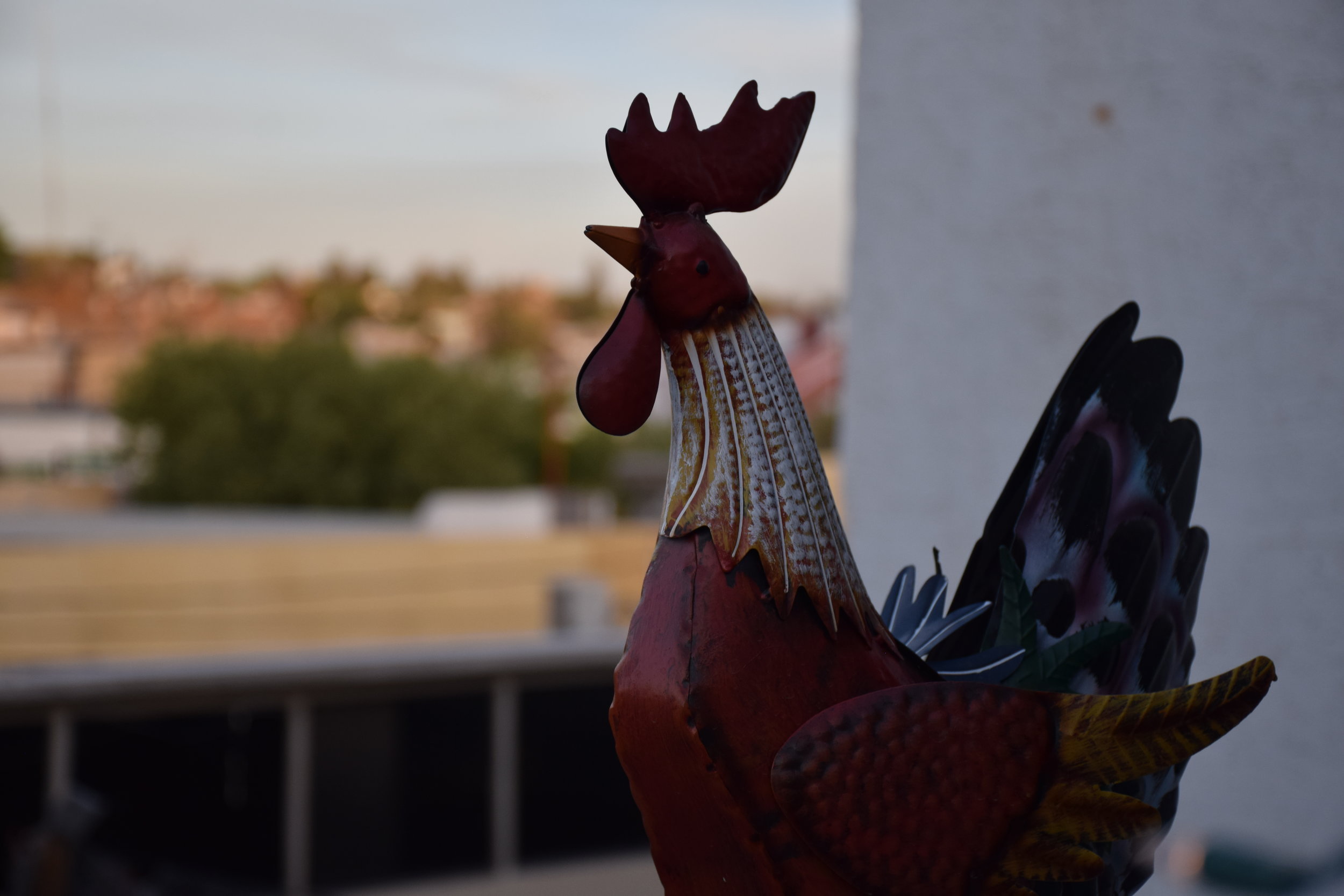 DSC_1010.jpg