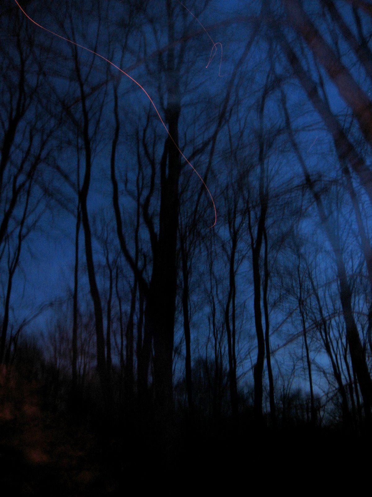 Dark%2520Woods.jpg