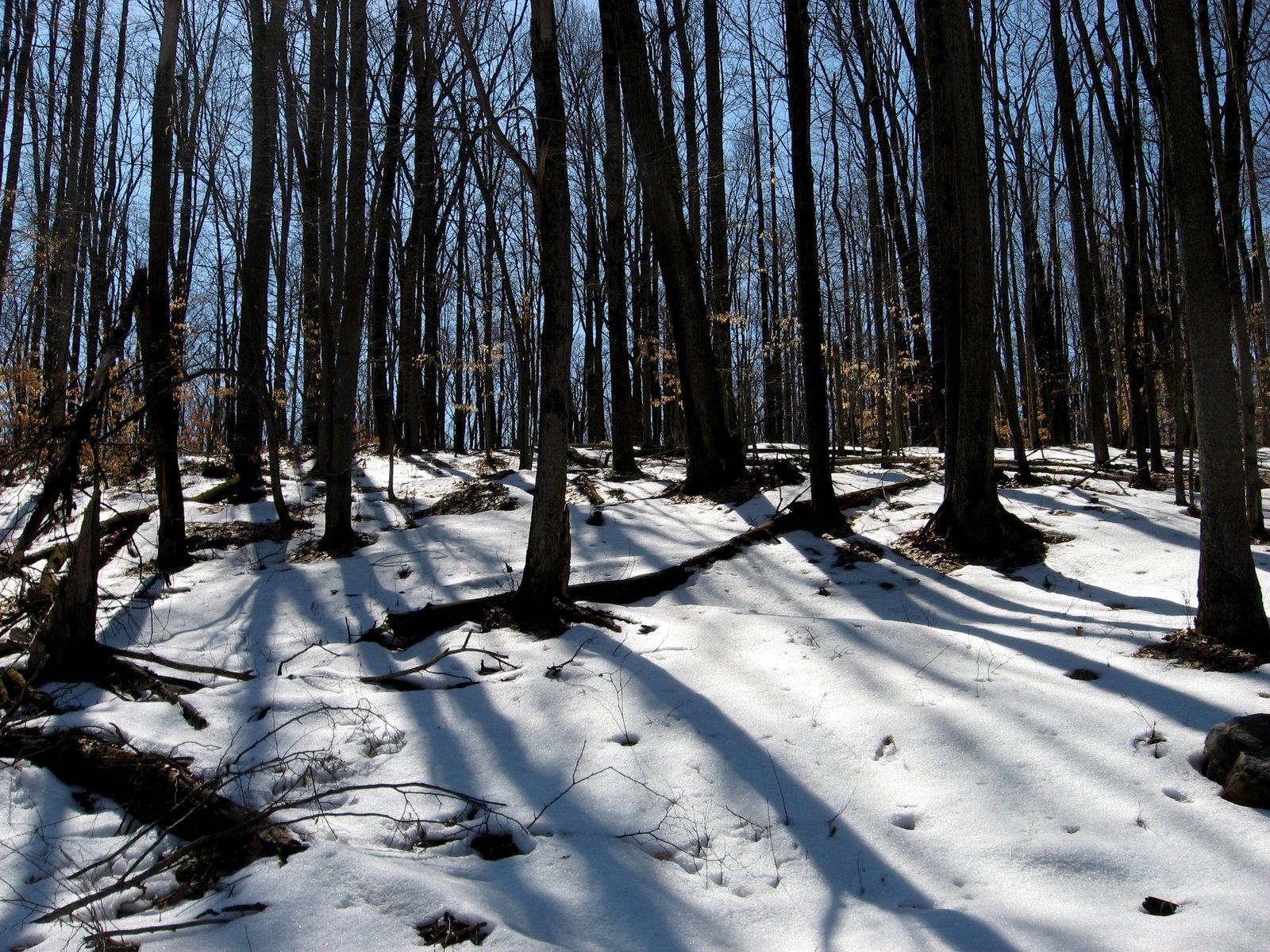 Snowground.jpg