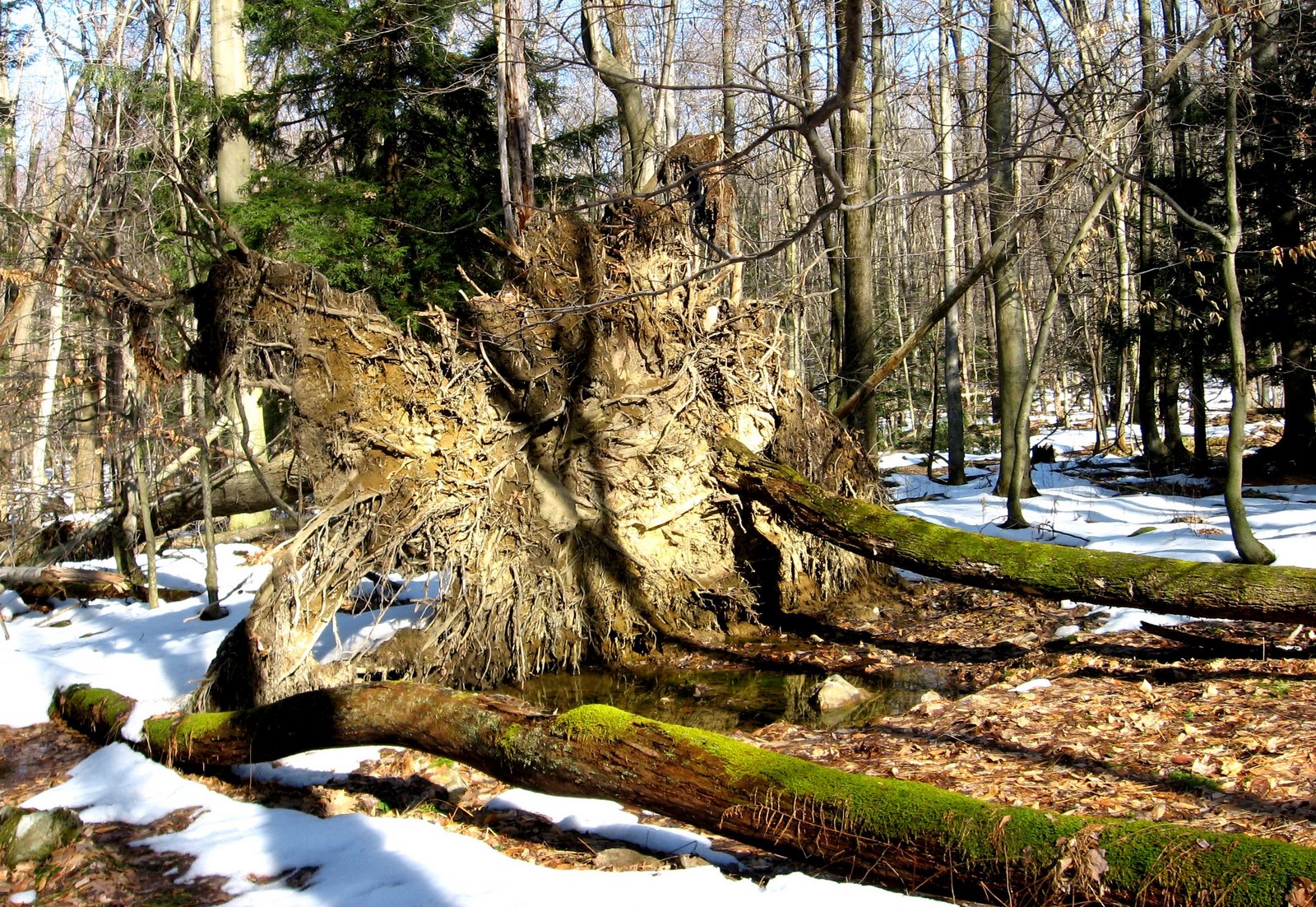 Uprooted.jpg